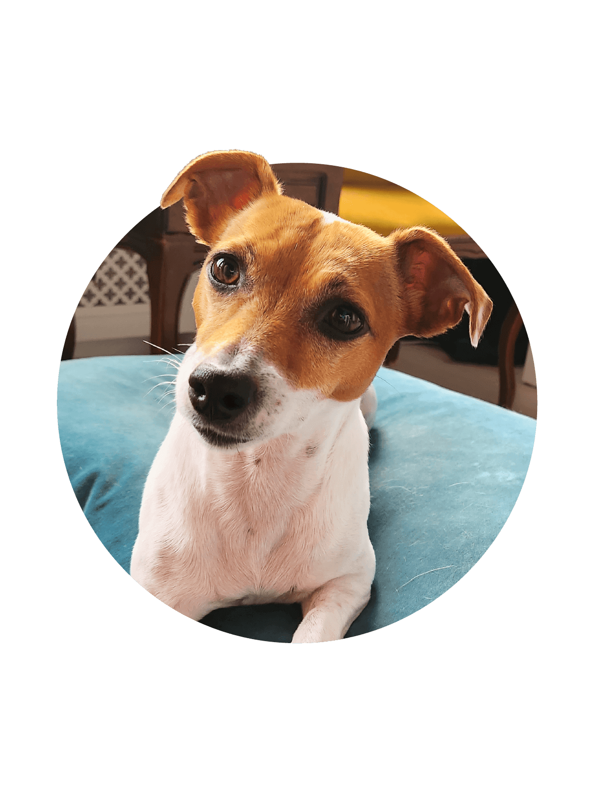 How old is my dog in human years?