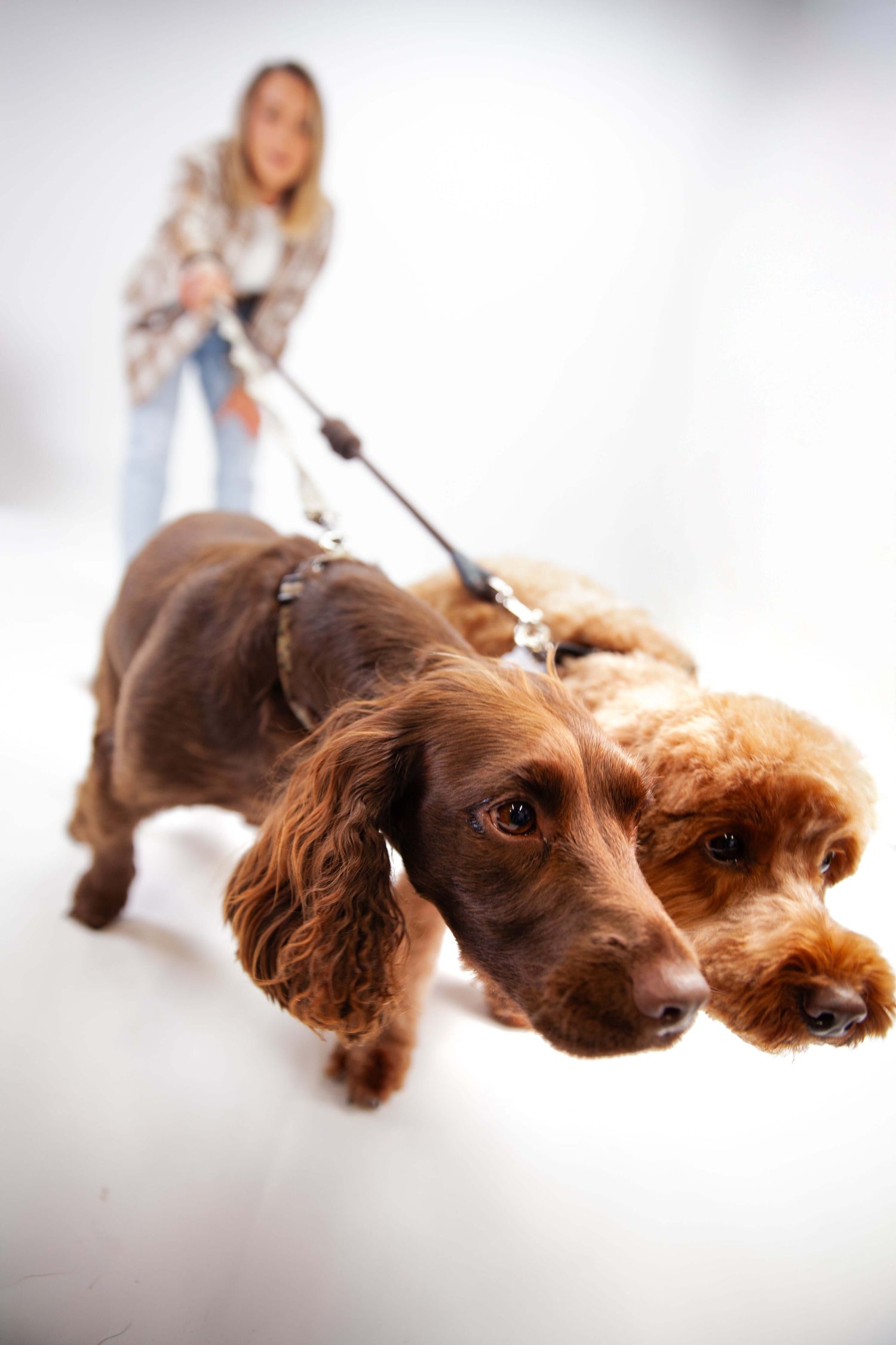 The Ultimate Guide to Dog Nutrition: What to Feed, What to Avoid, and How to Support Your Aging Pup