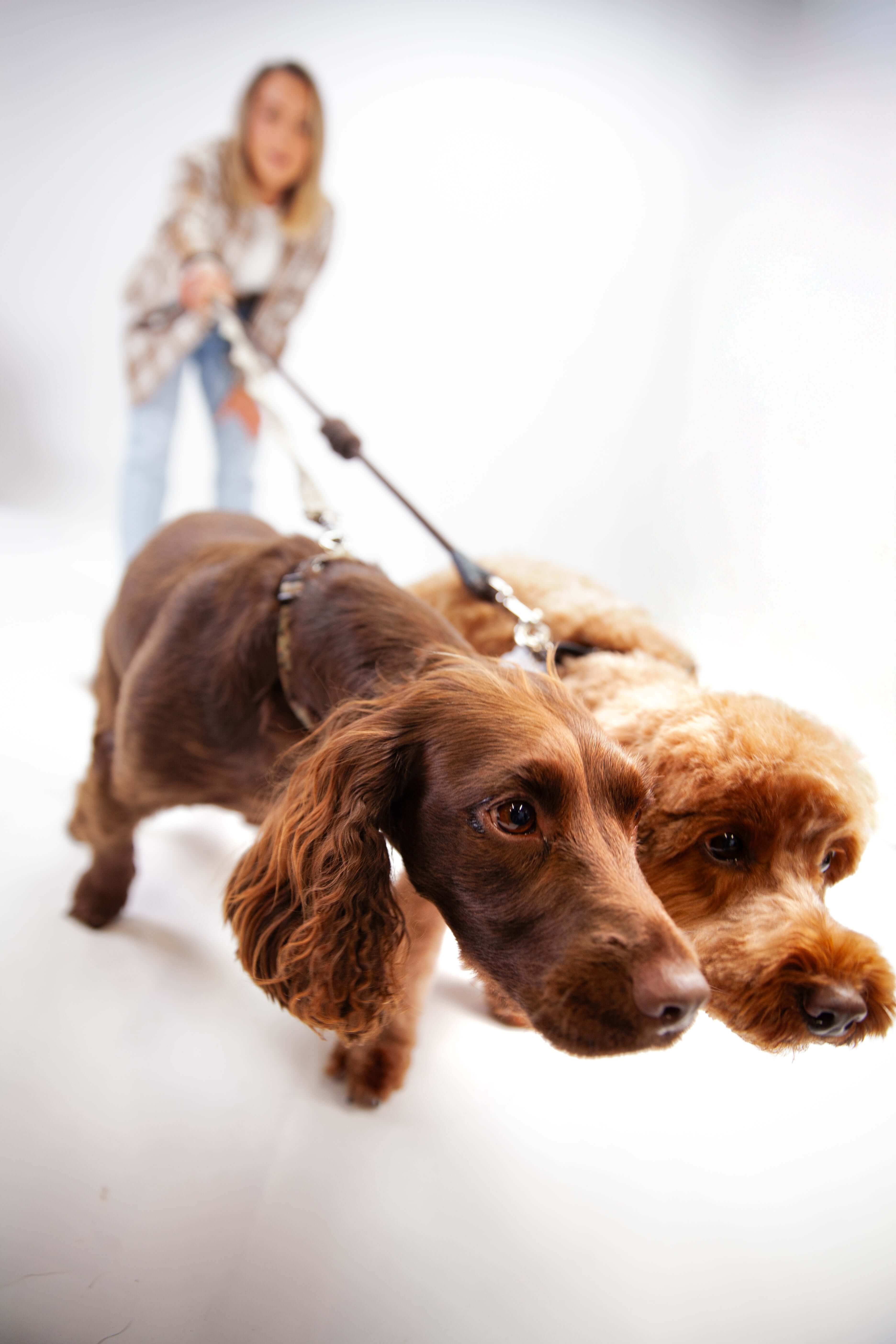 The Ultimate Guide to Dog Nutrition: What to Feed, What to Avoid, and How to Support Your Aging Pup