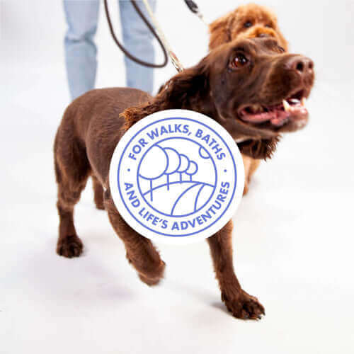 National dog walking month 2025