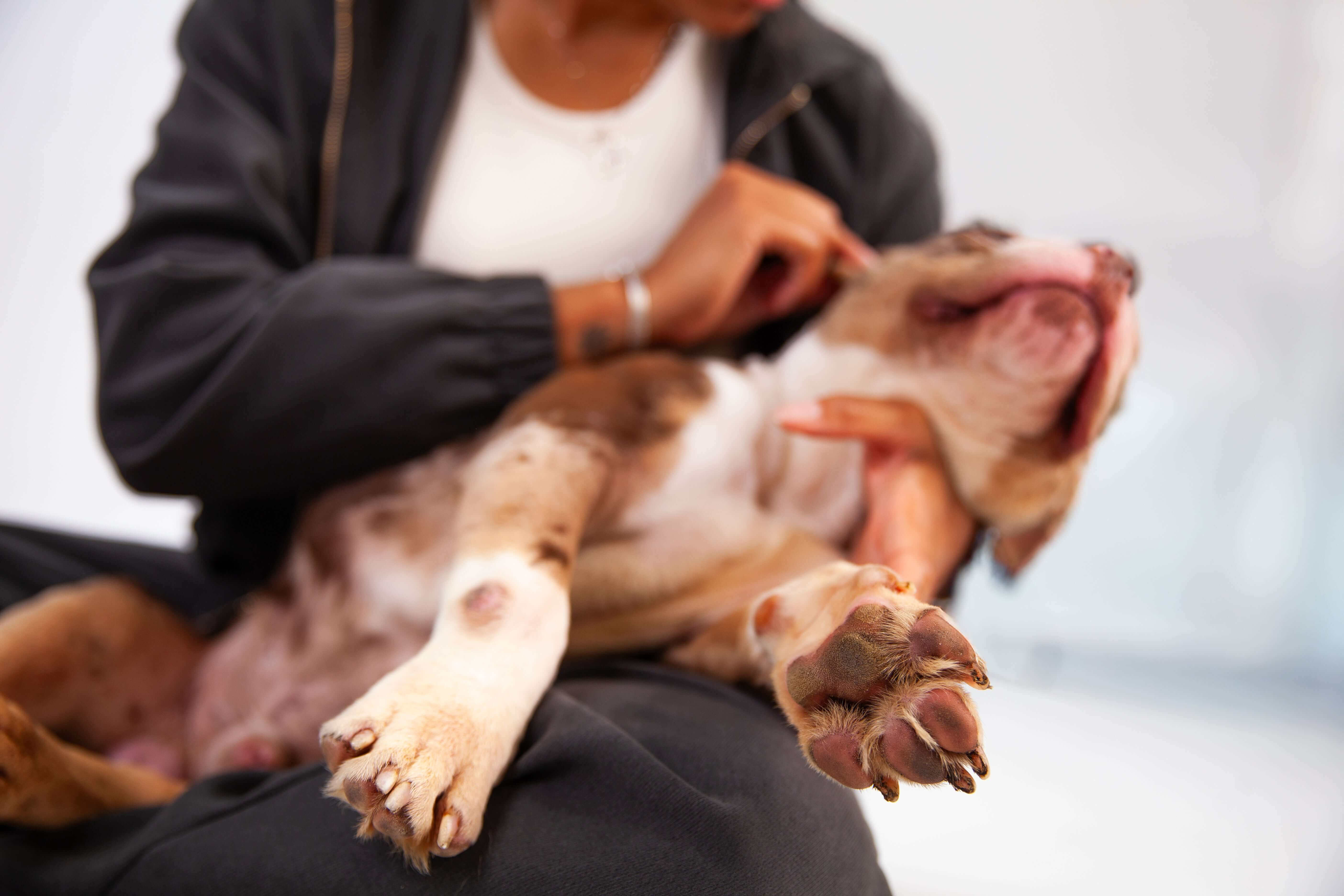 Is Your Pet Overweight? How to Tell and What to Do About It