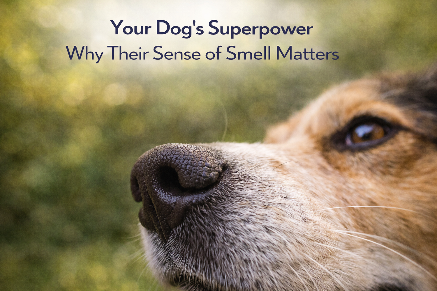 Your dog's superpower their sense of smell