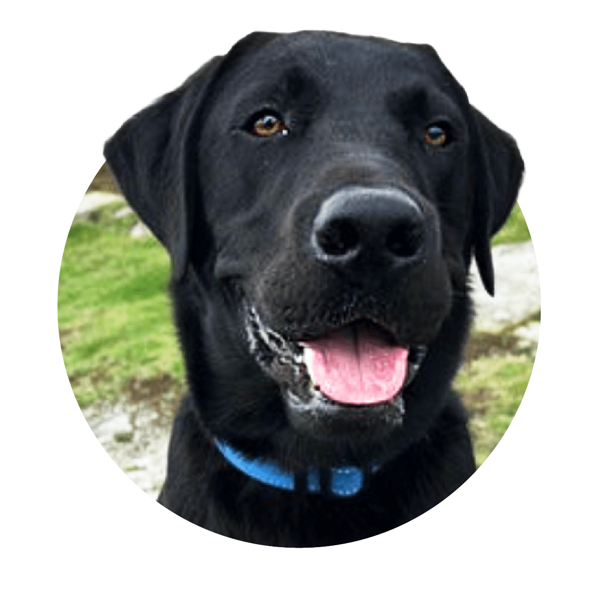 Diseases to look out for in old dogs