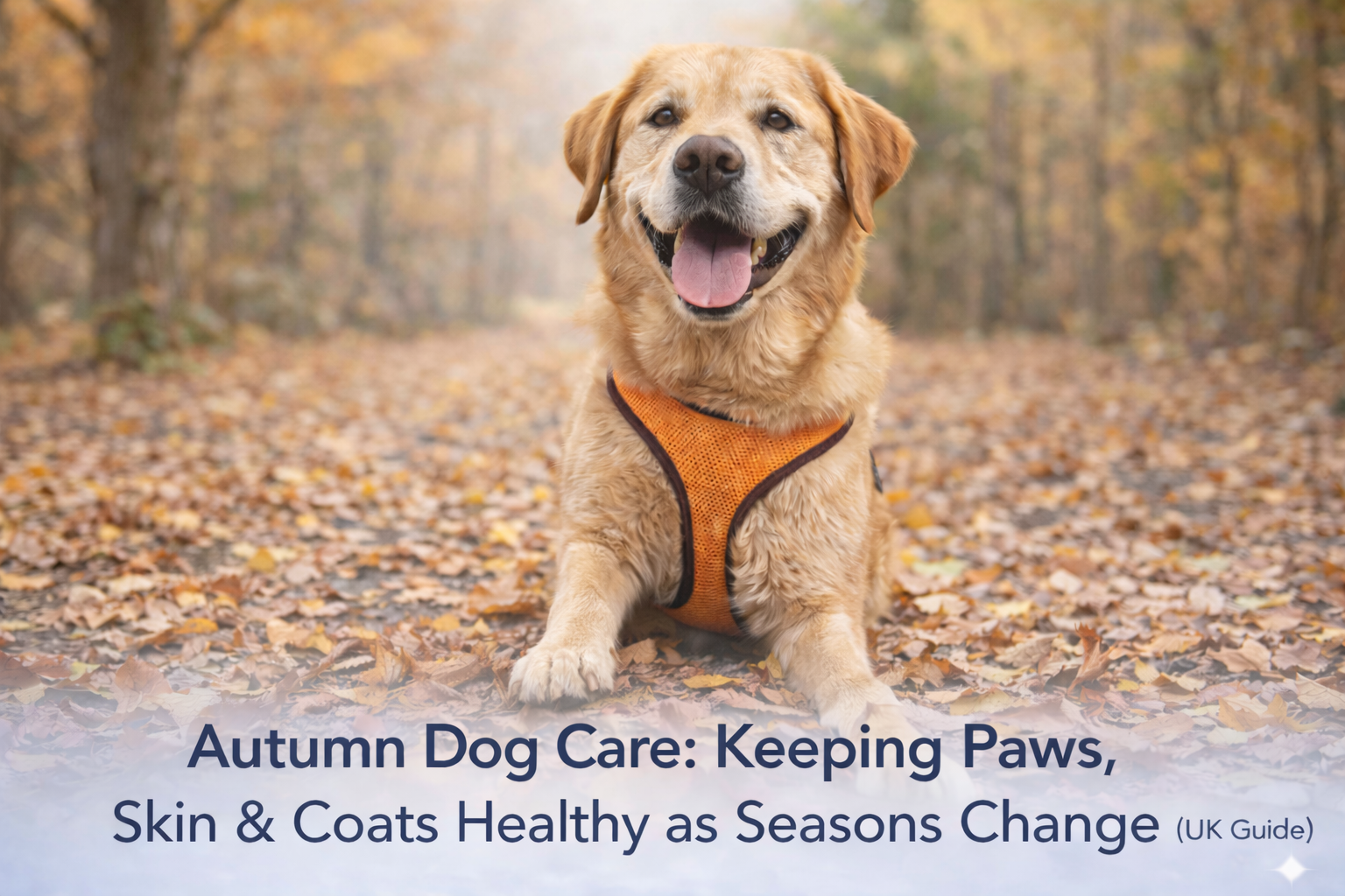Autumn dog care keeping paws clean