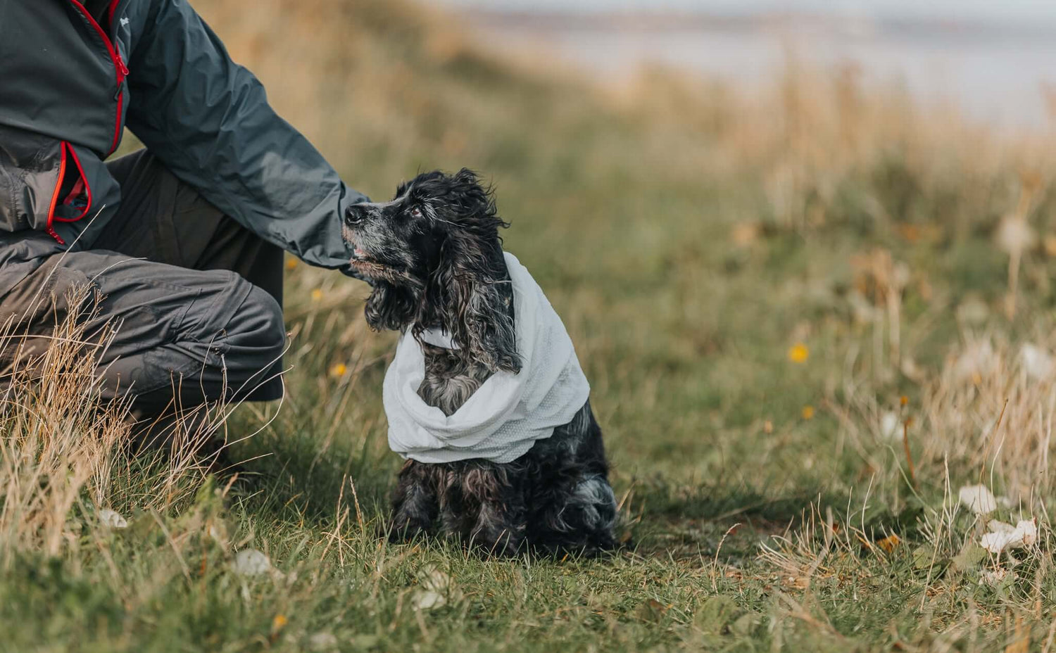 How often should you walk your dog