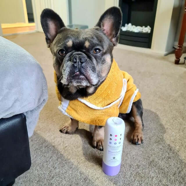 4 tricks for keeping you older dog healthy