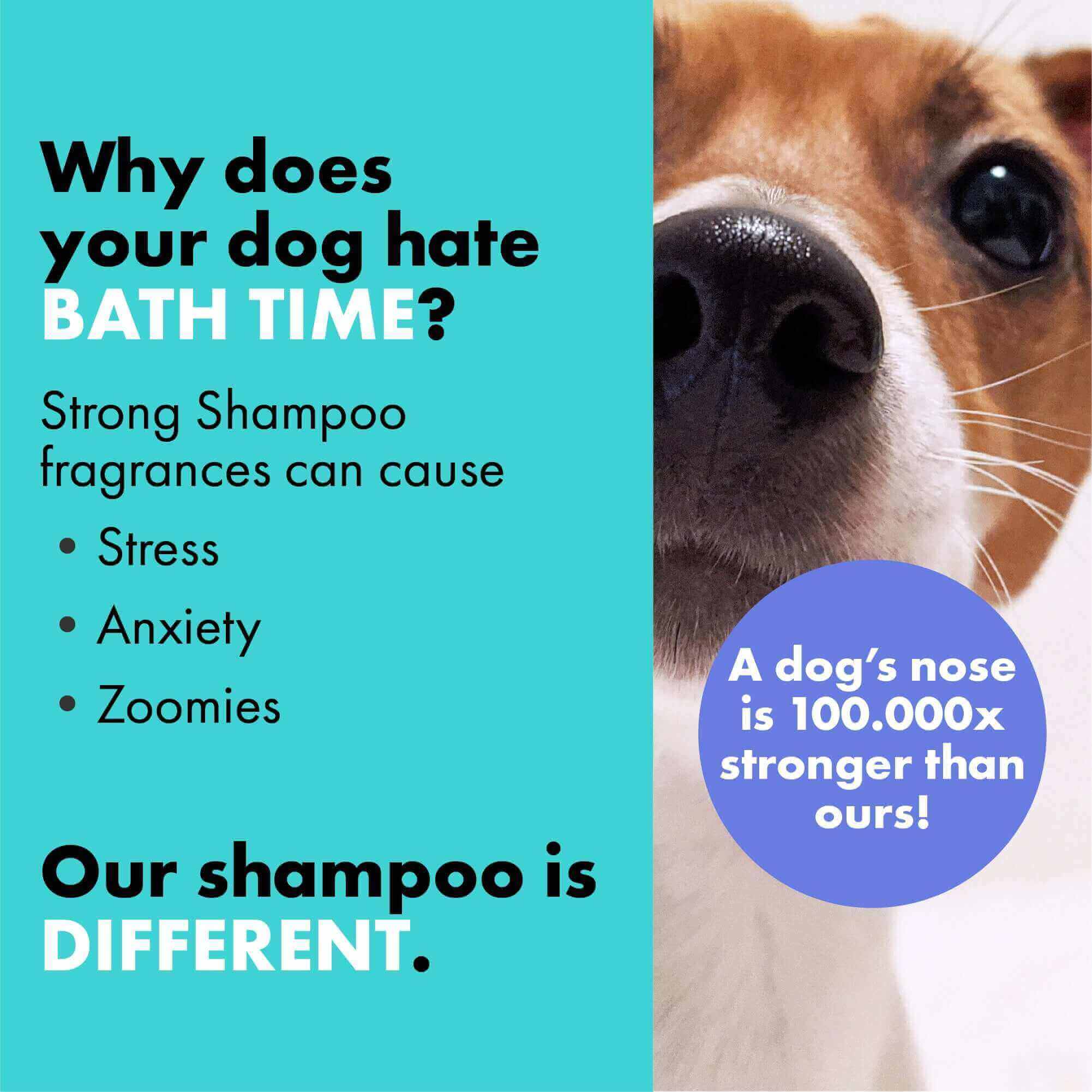 Why your dog hates bath time - fragrances in shampoos irritate their powerful sense of smell, DotDotPet is different