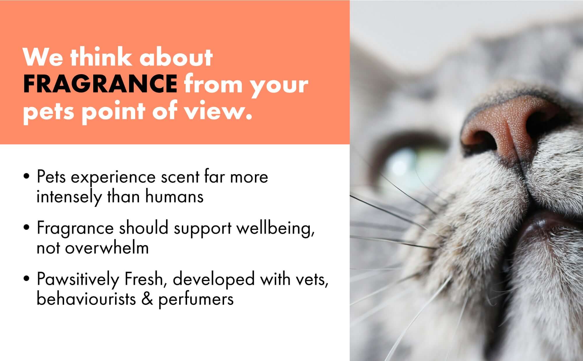 Scent is how cats feel safe at home