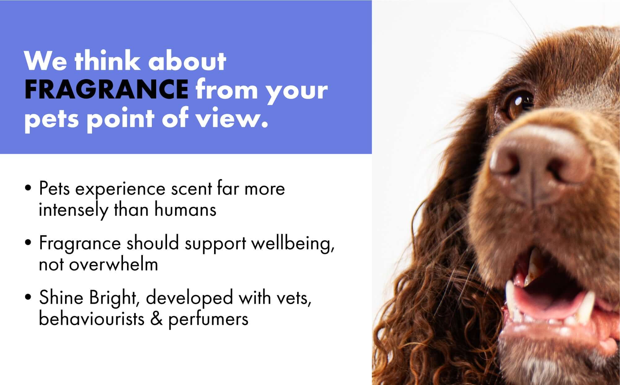 DotDotPet fragrance science - why dogs don't like human perfumes
