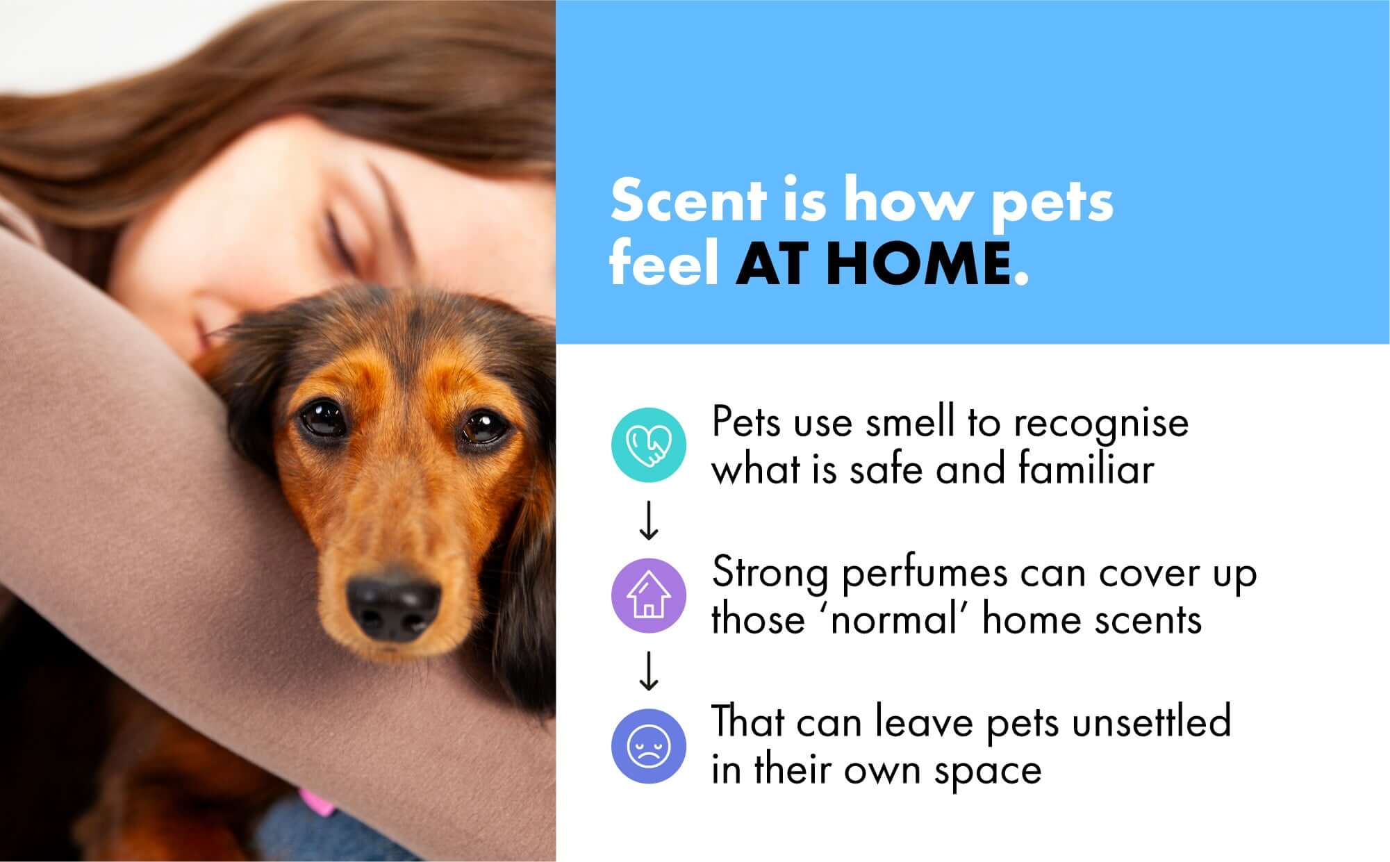 Explaining why scent makes dogs feel safe and at home