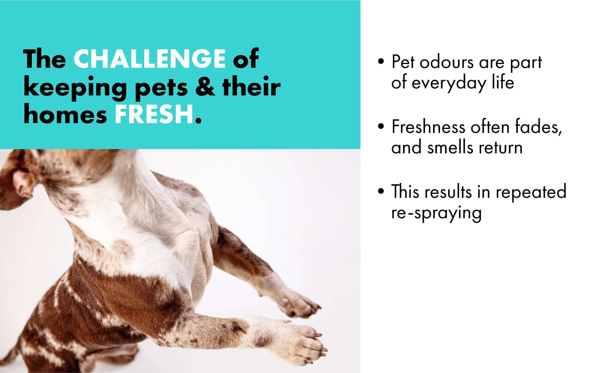 Explaining the challenges of keeping dogs and their home smelling fresh