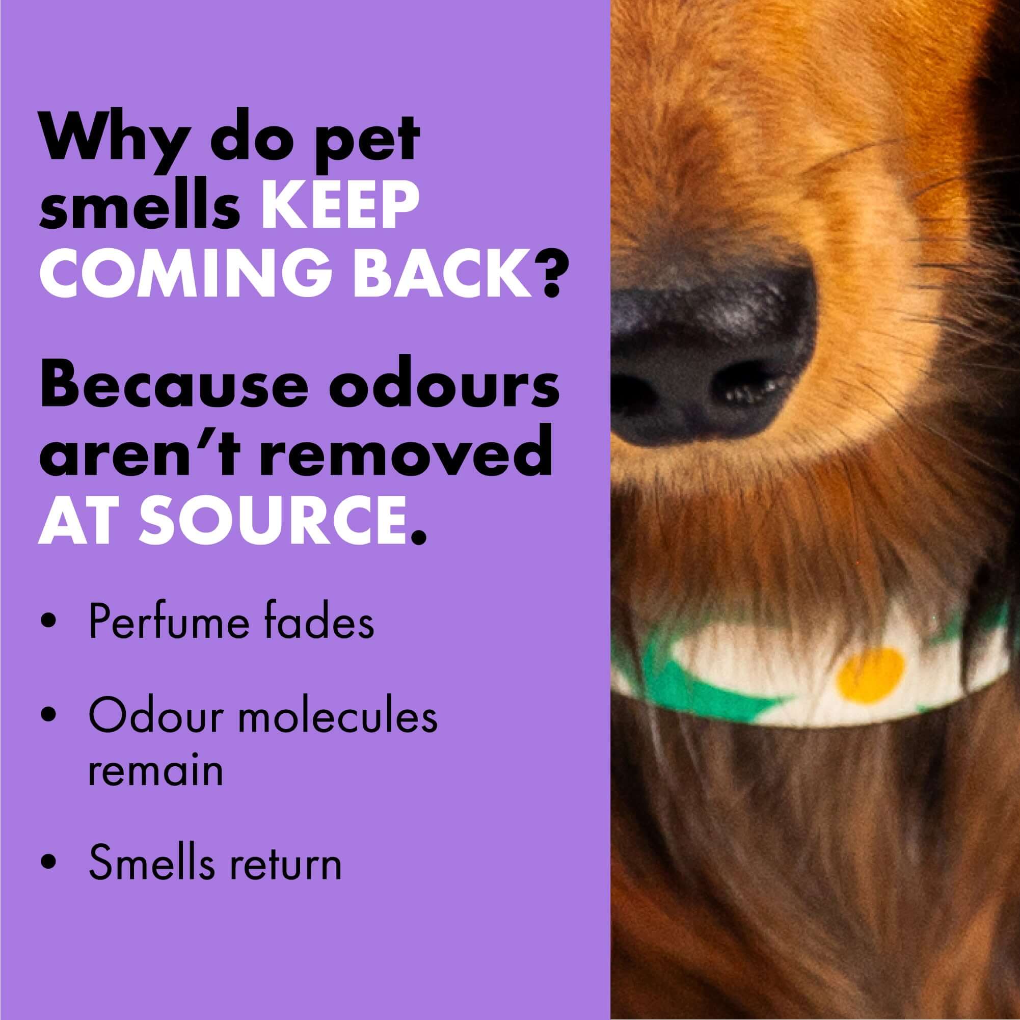 Explanation about why dog smells return to the home