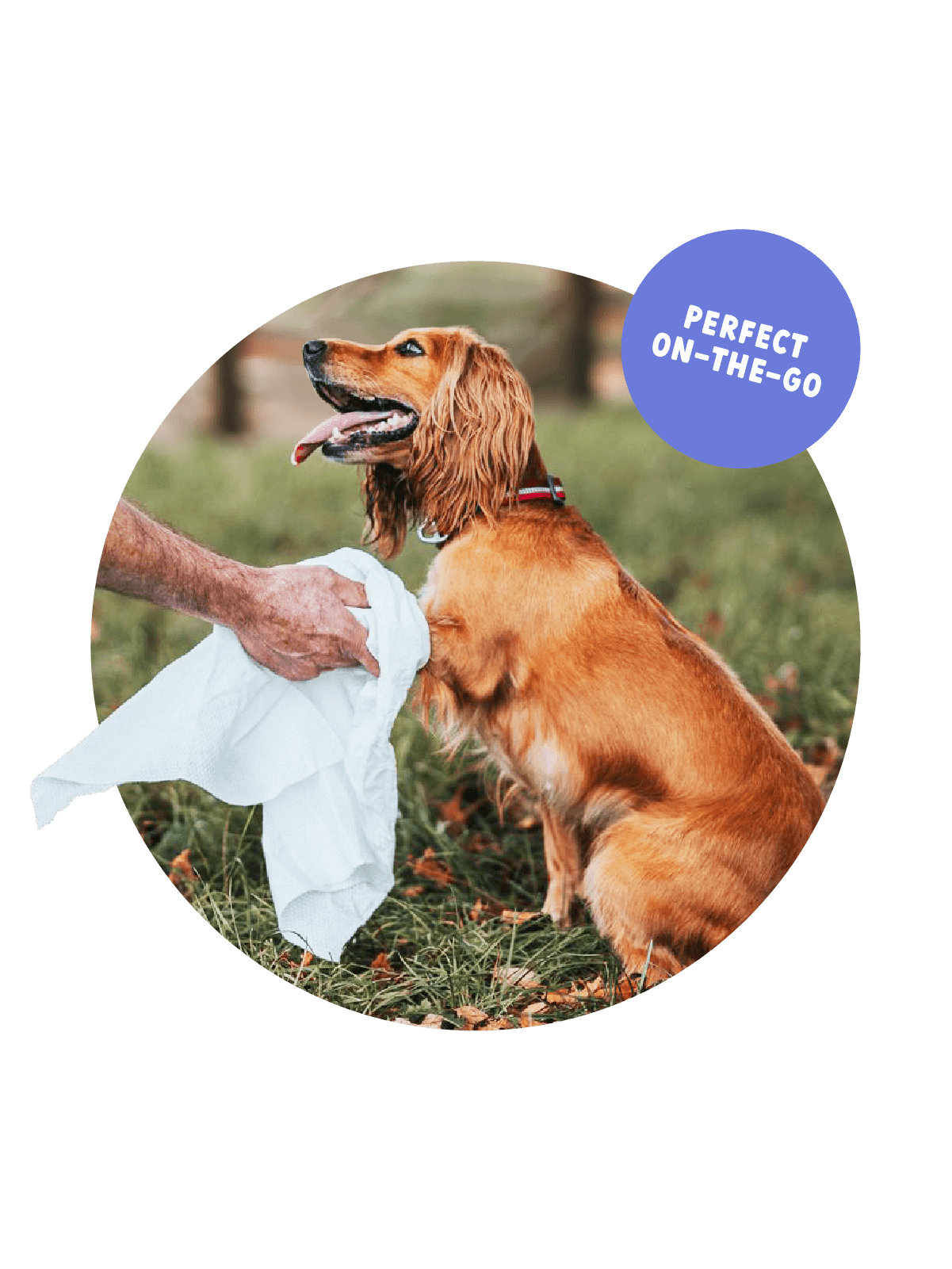 Cocker spaniel having paws dried with an Eco Towel