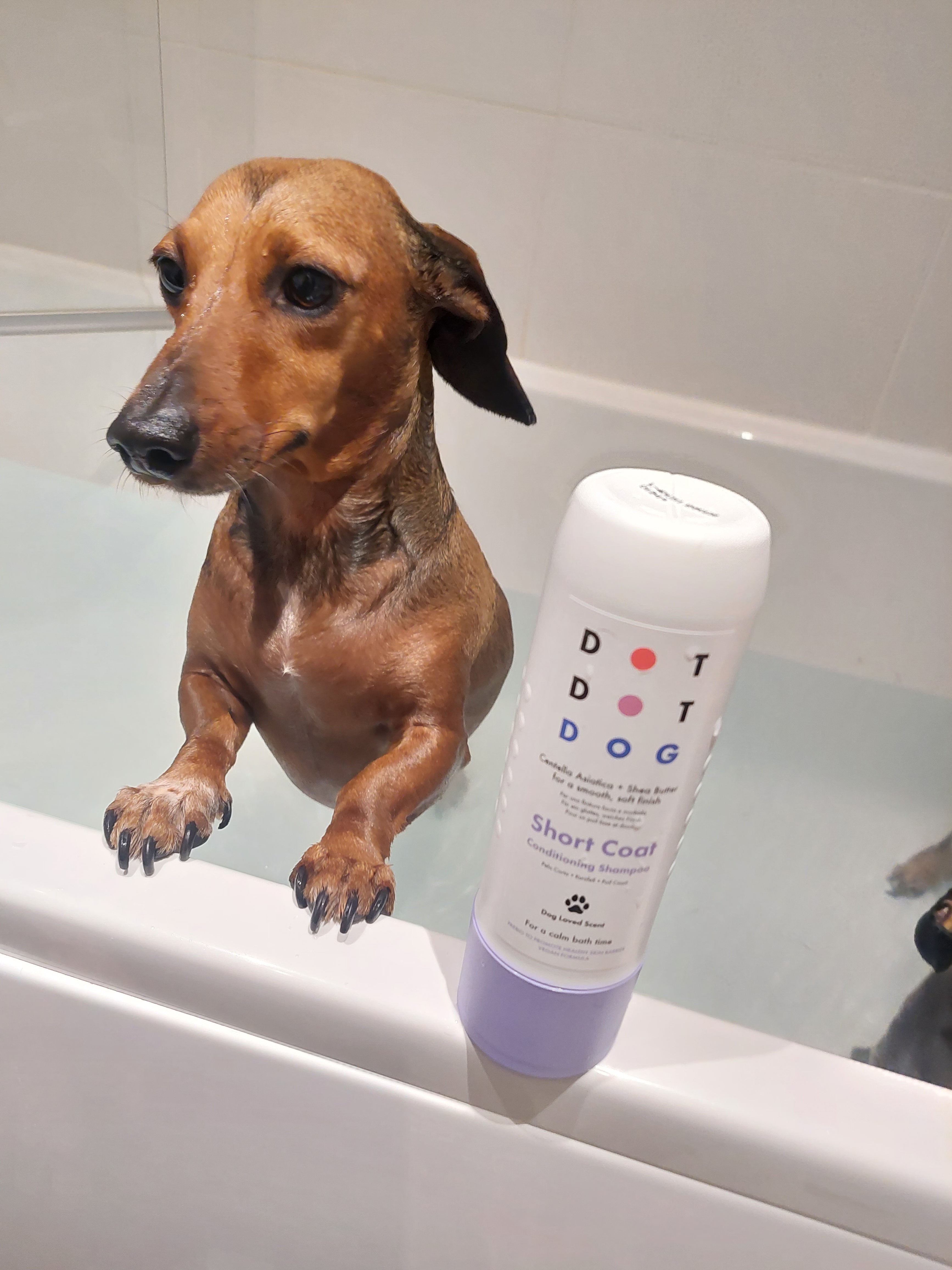 Short coat shampoo from DotDotPet