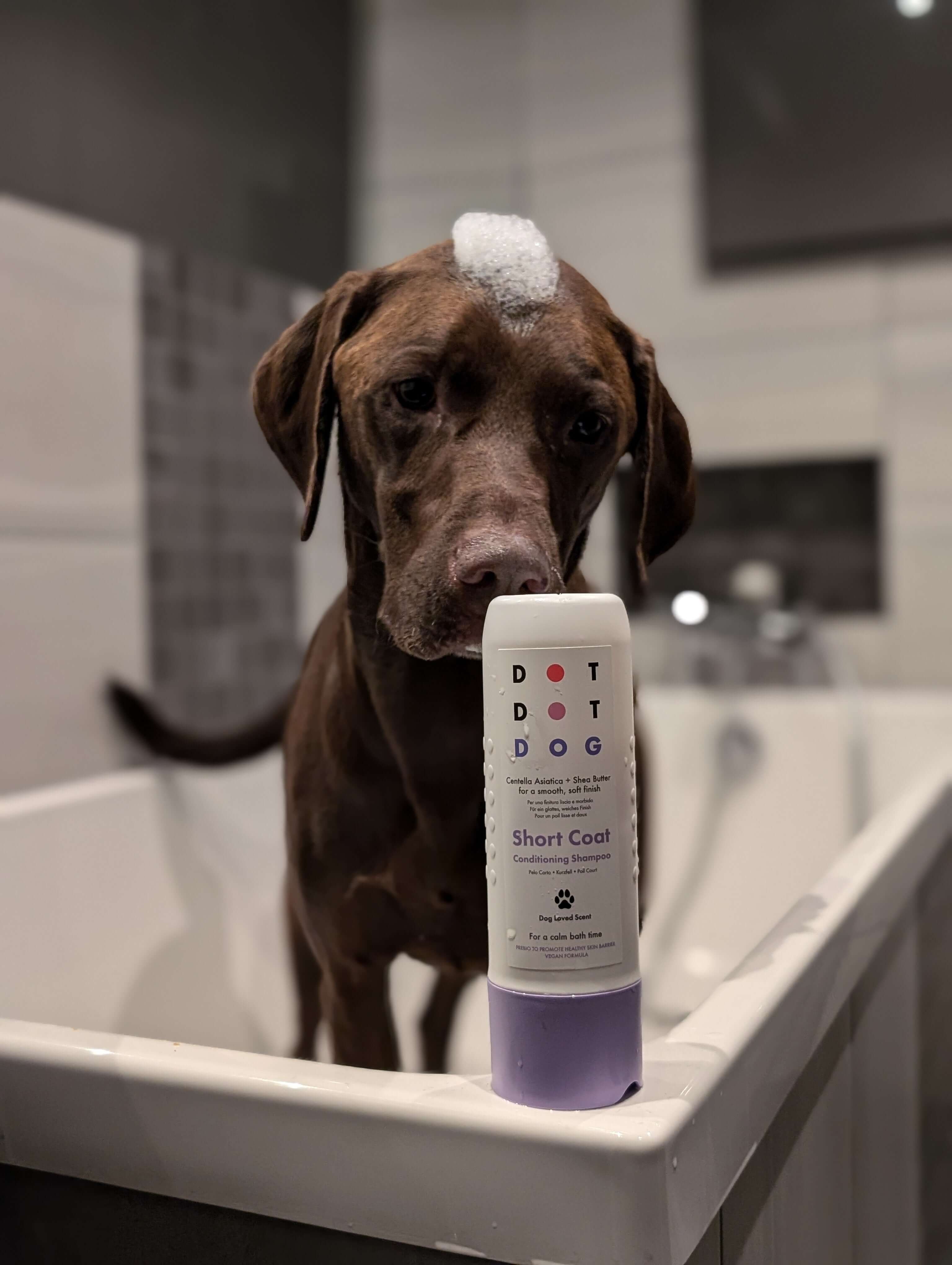 Dog in bath with DotDotPet Short Coat Shampoo