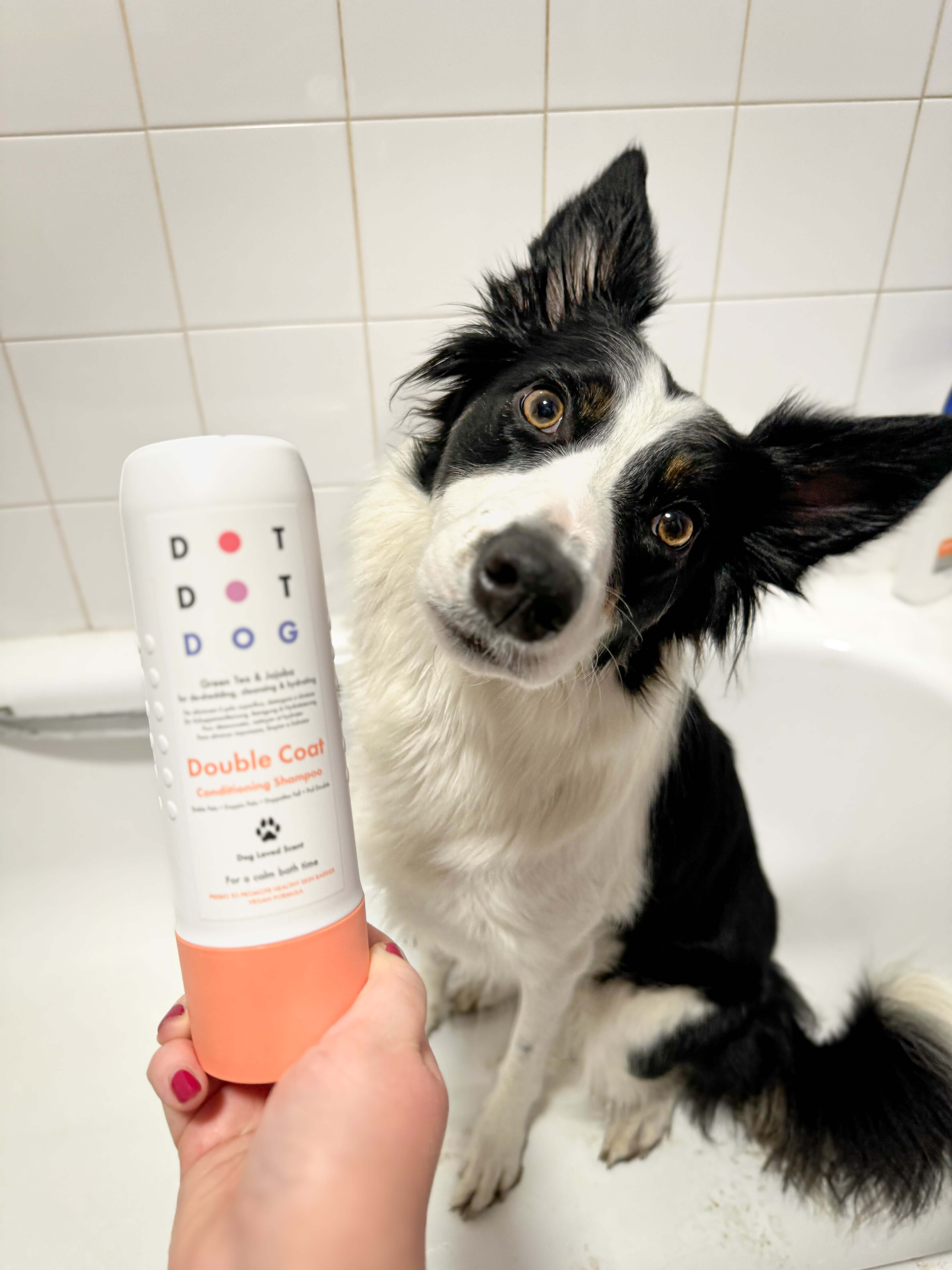 Collie in shower with DotDotPet Deshedding shampoo