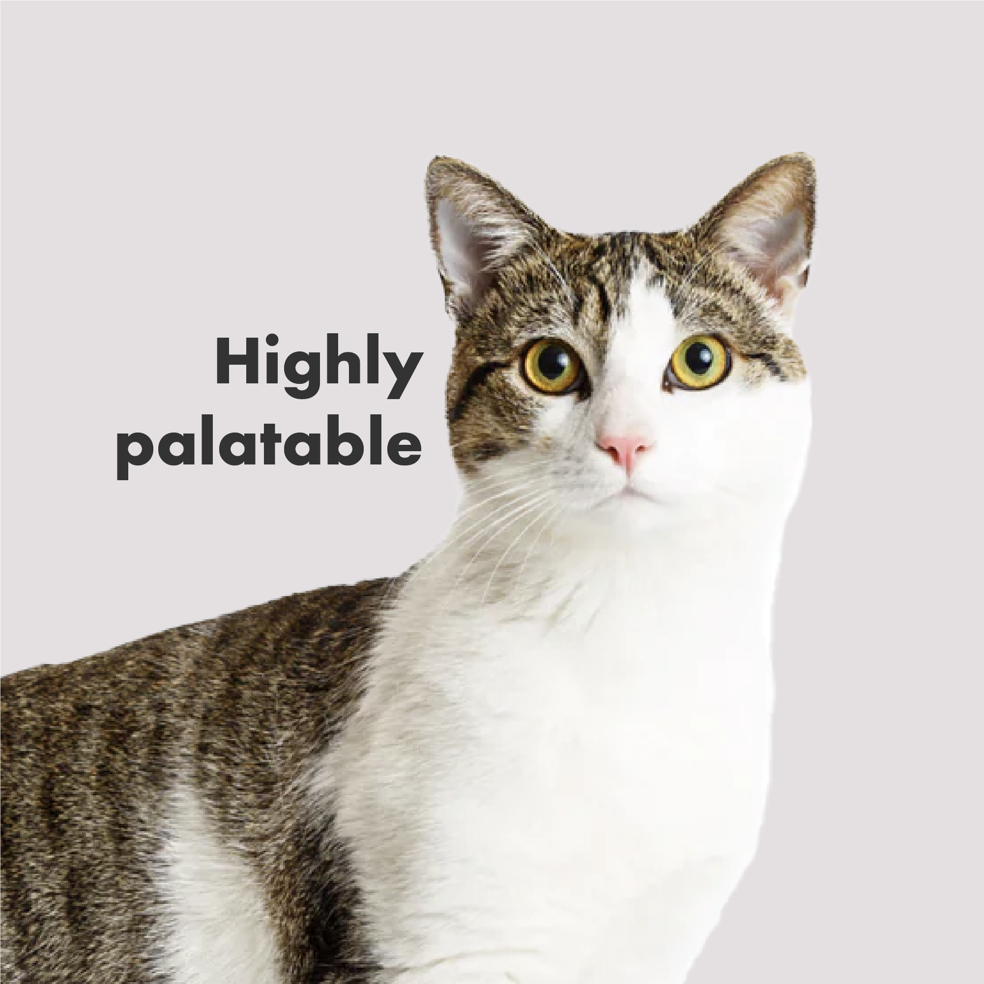 DotDotPet Multifit Gummies are highly palatable for cats