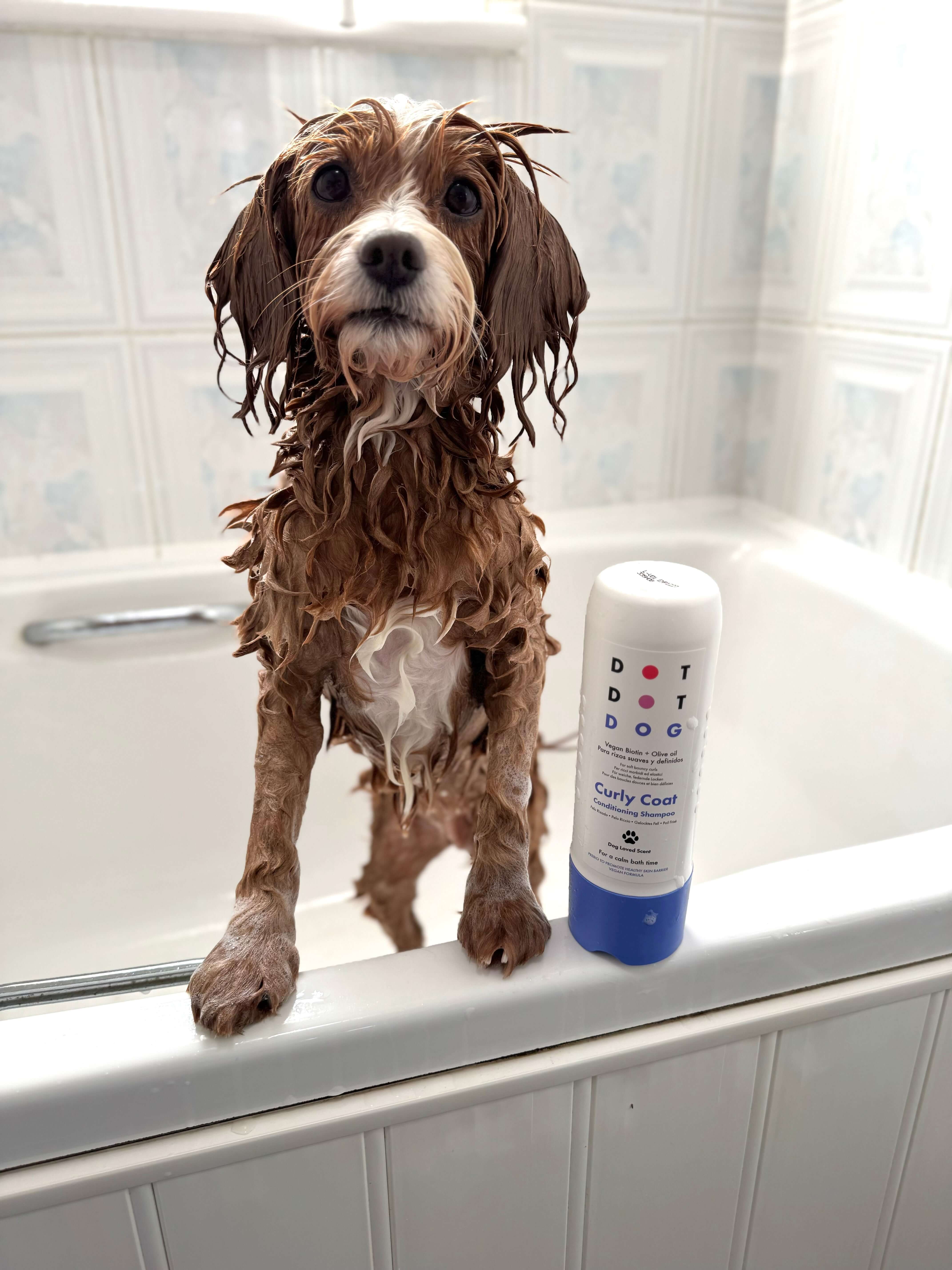 Dog in bath with DotDotPet Curly Coat conditioning shampoo