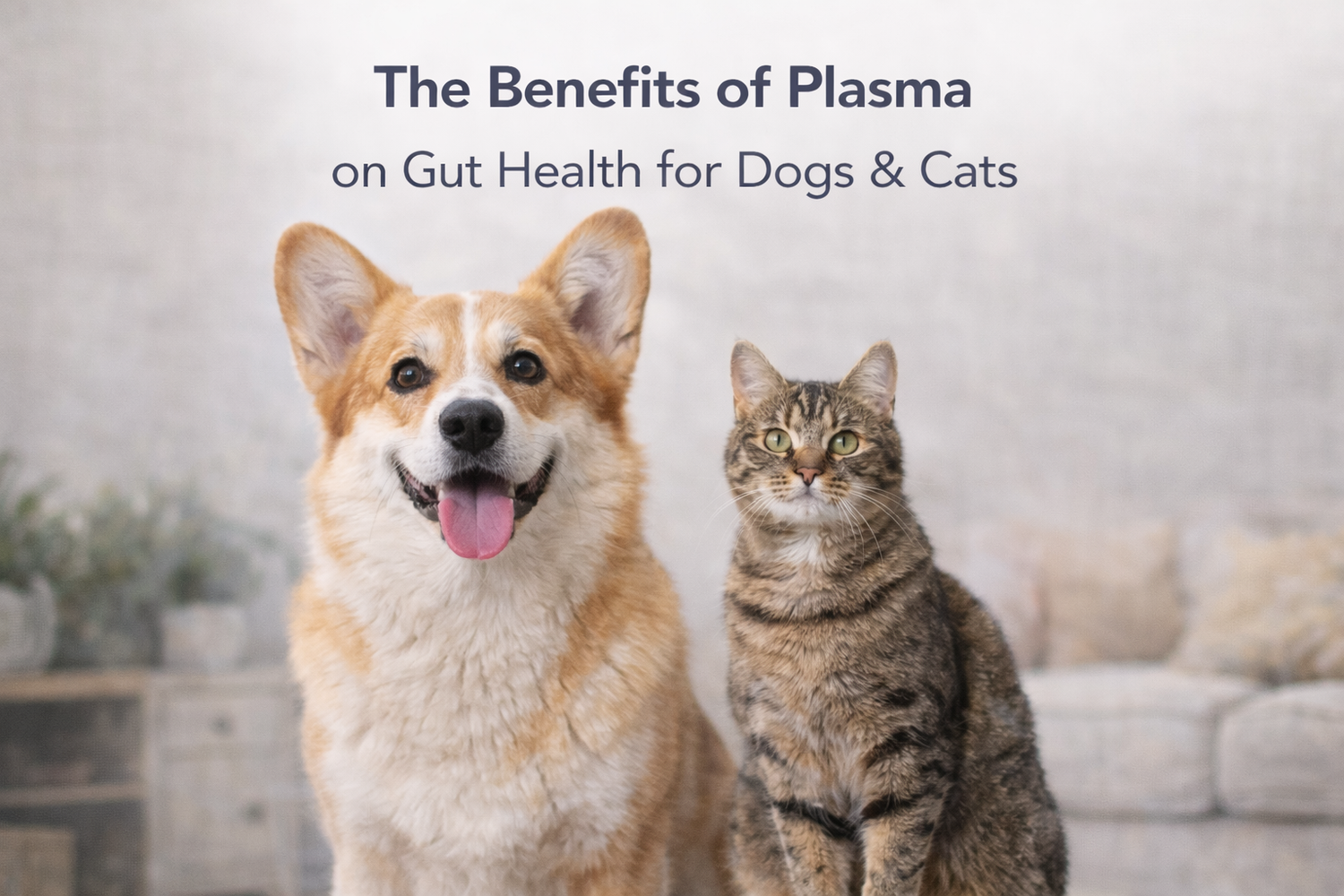 Benefits of plasma on gut health of pets