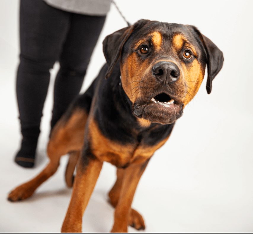 Why Dogs Don’t Like Perfume – And Why We Should Listen