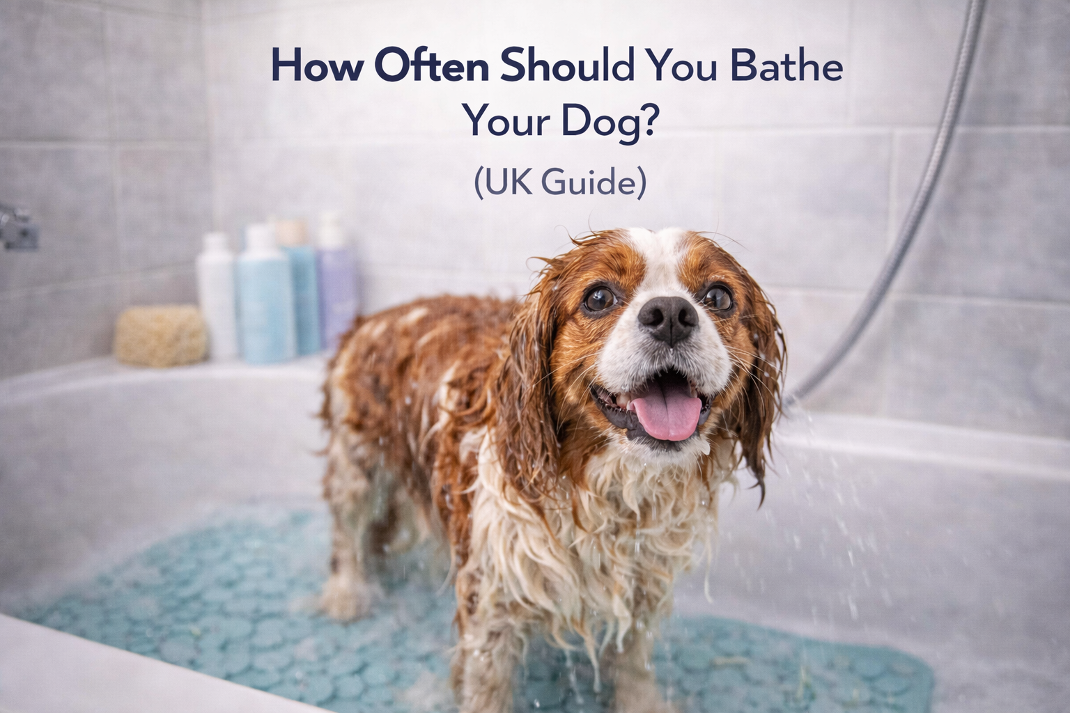How often should you bathe your dog?