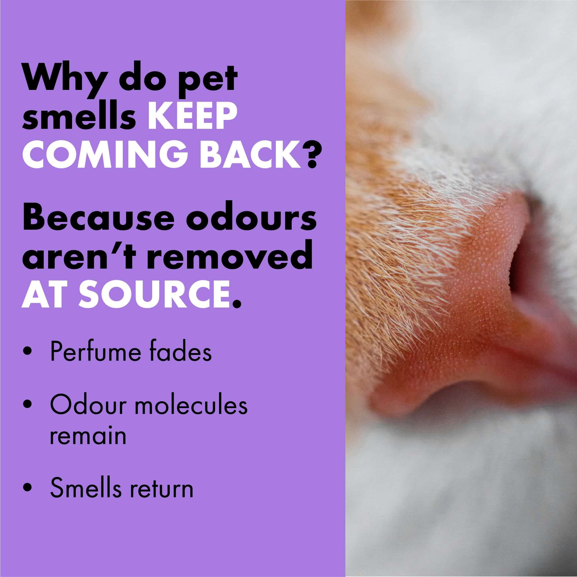 Image of cat - explanation about why cat smell keep returning 