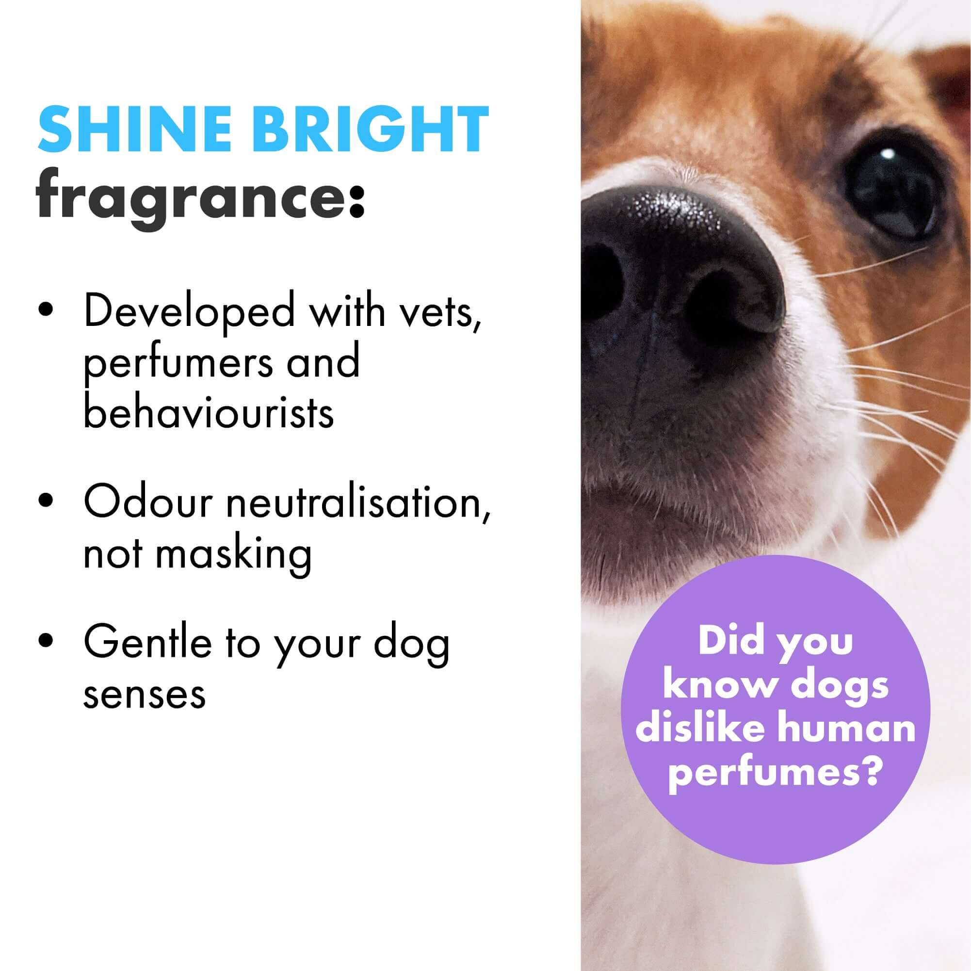 Explanation about why dogs don't like human perfumes