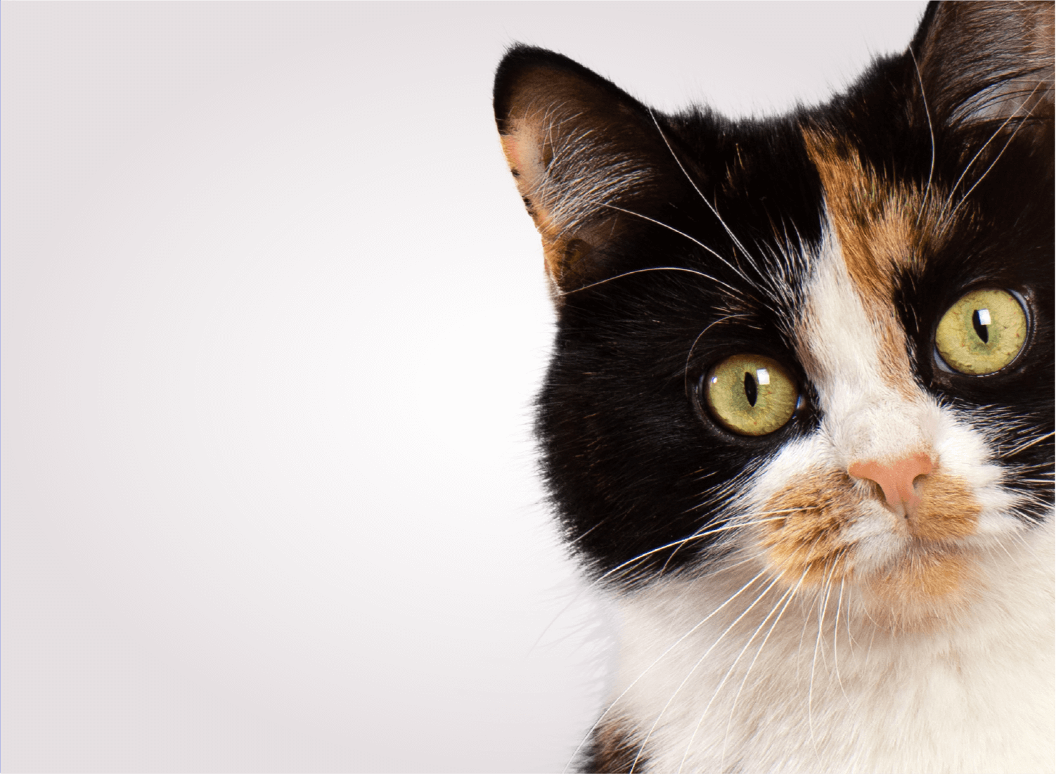 Cat Supplements for aging, senior, elderly cats. Featuring Plasma and collagen. Vet endorsed