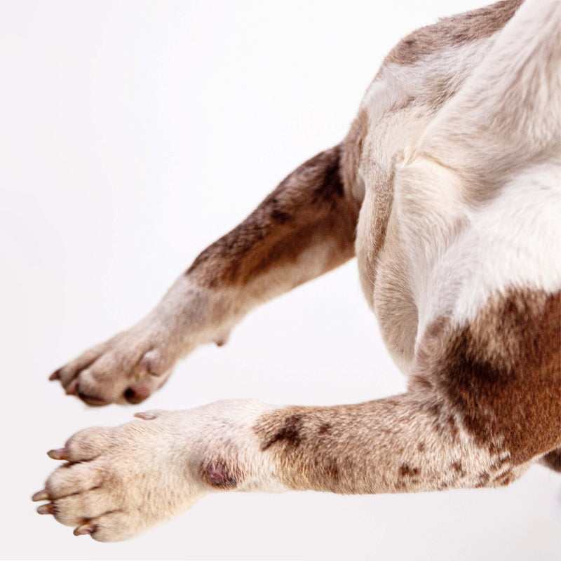 Close up of dogs paws - hygiene for muddy dog walks