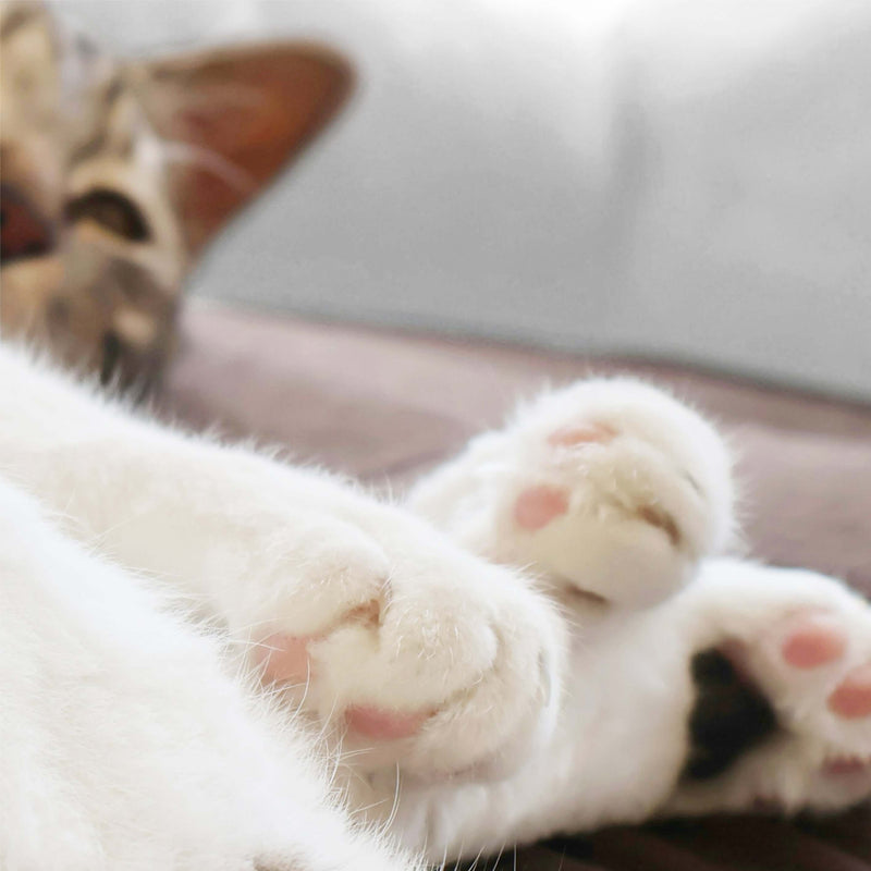 Dealing with pet odours at home - cat sleeping