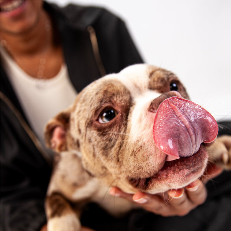 Person holding a dog with its tongue out, blurred background