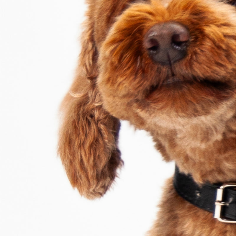 Close-up of a brown dog with a black collar on a white background