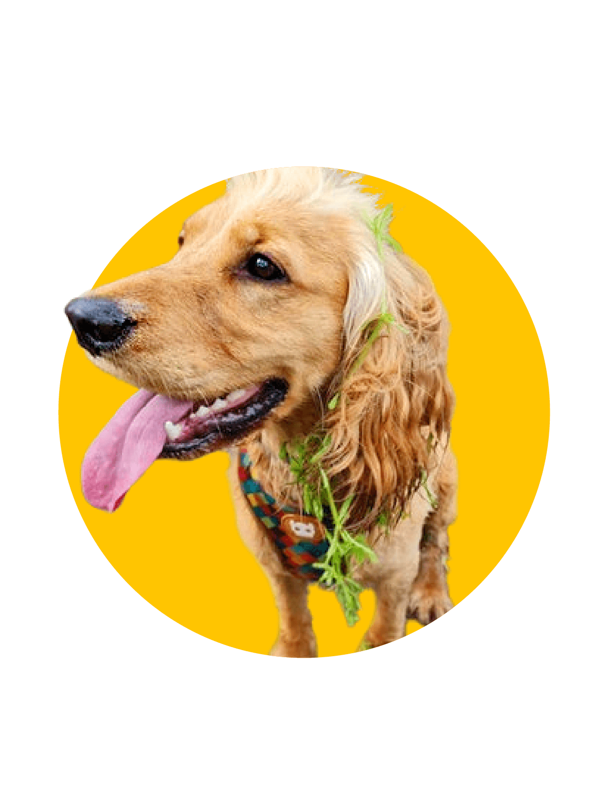 Picture of Cocker Spaniel on yellow background