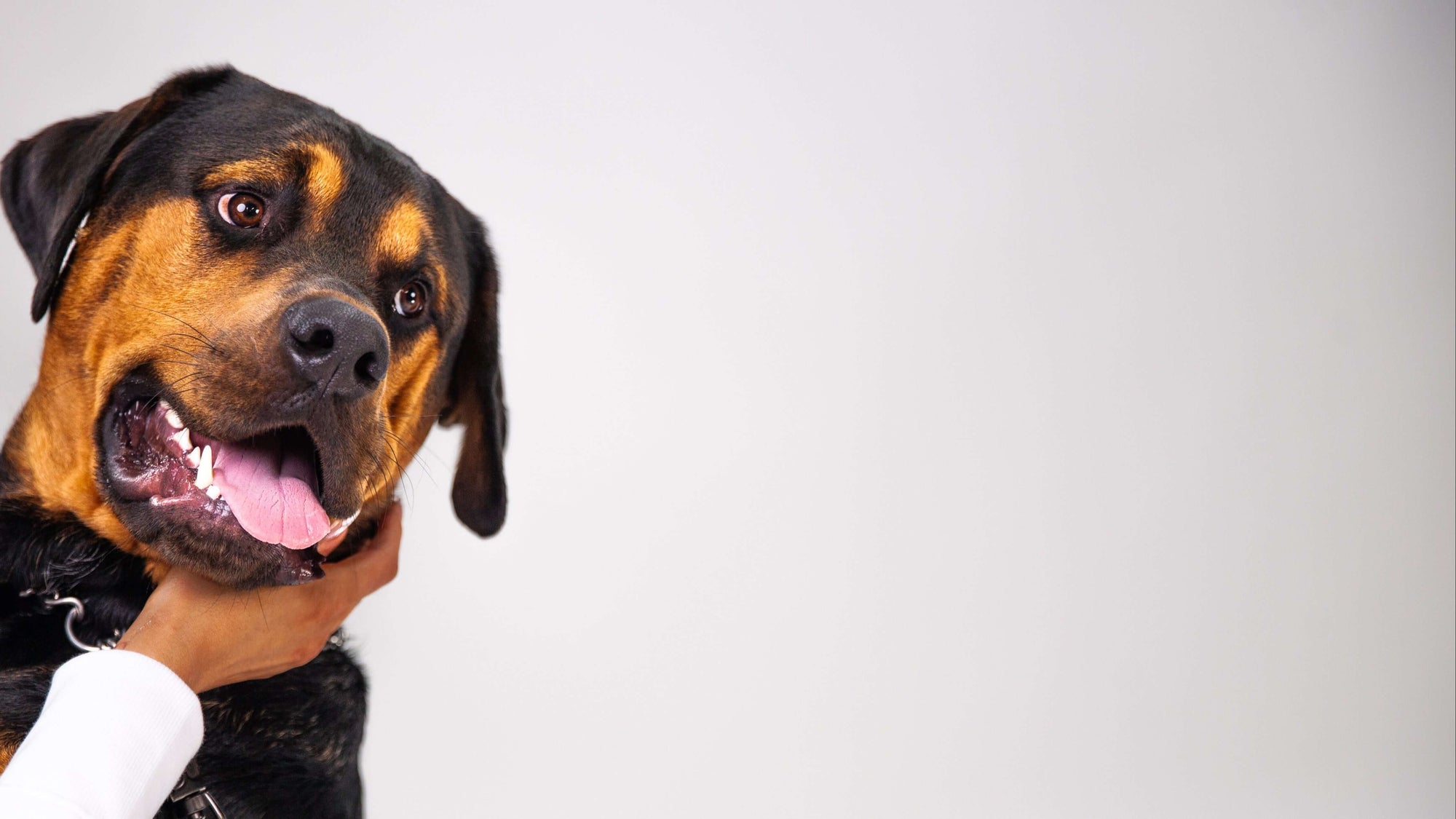 DotDotPet Multifit Plasma supplements for Dogs - immune boosting