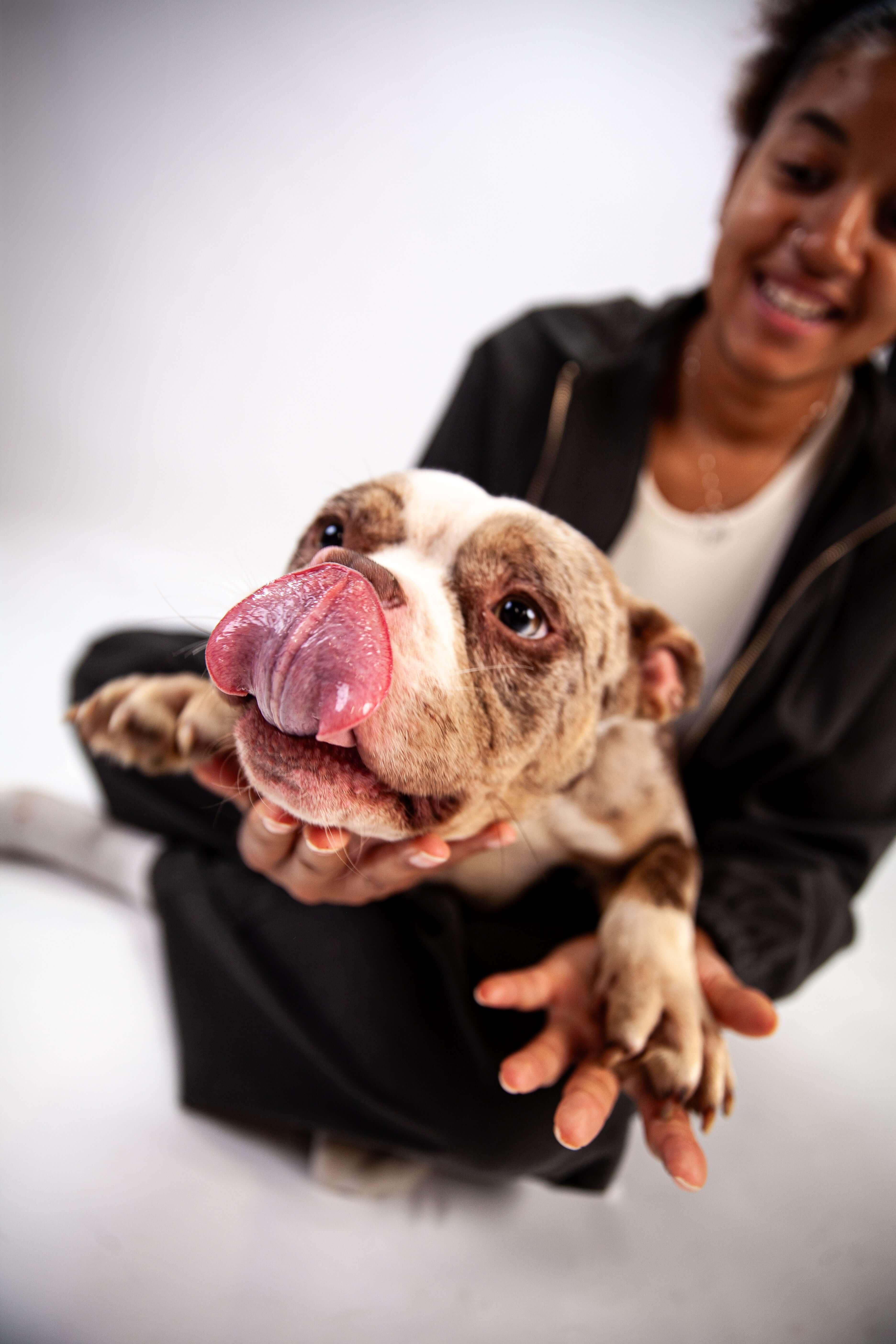Dog Supplements for elderly, aging and senior dogs. Featuring Plasma and Collagen vet endorsed ingredients. Perfect for aging dogs