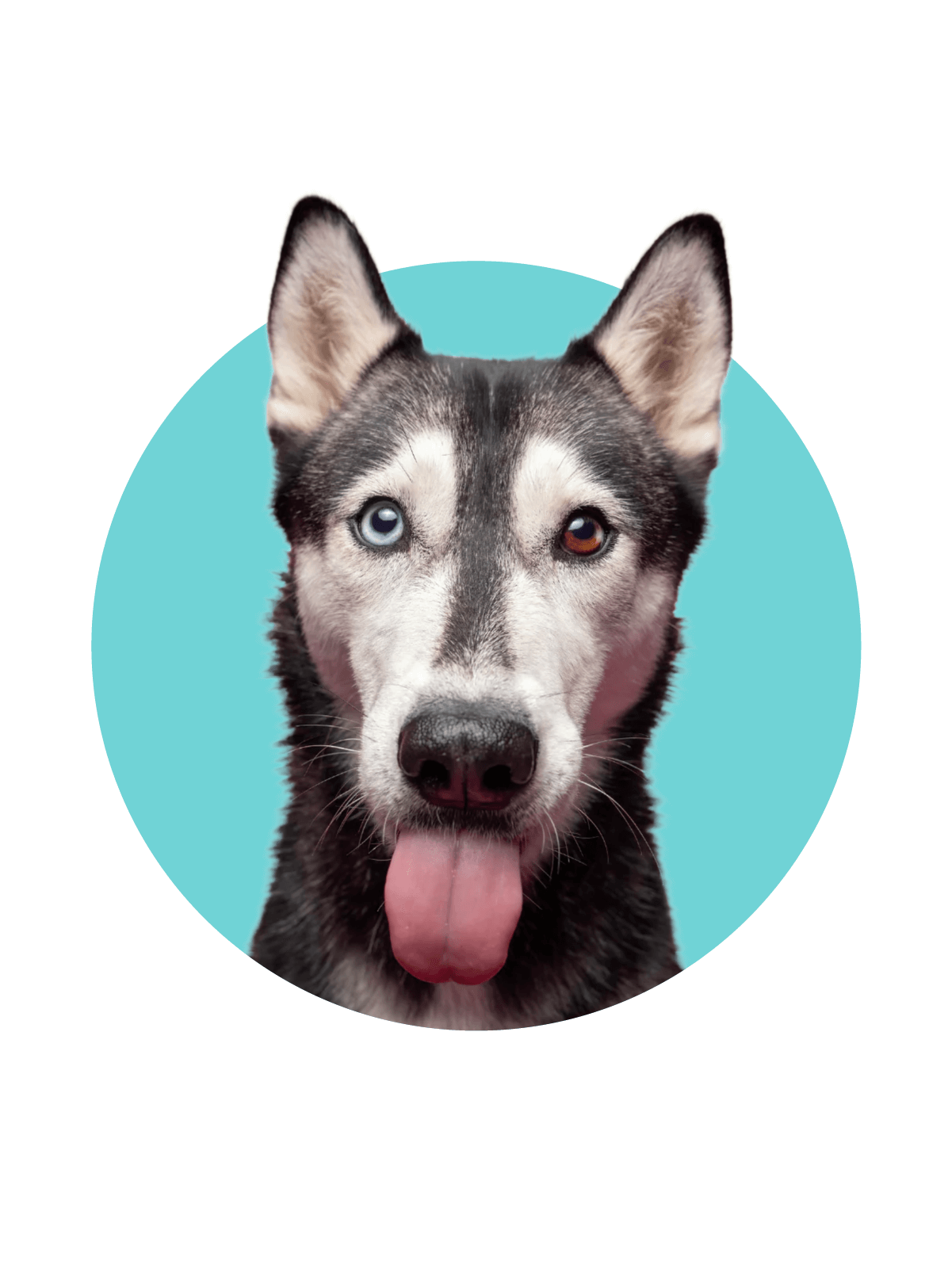 Dog on teal background