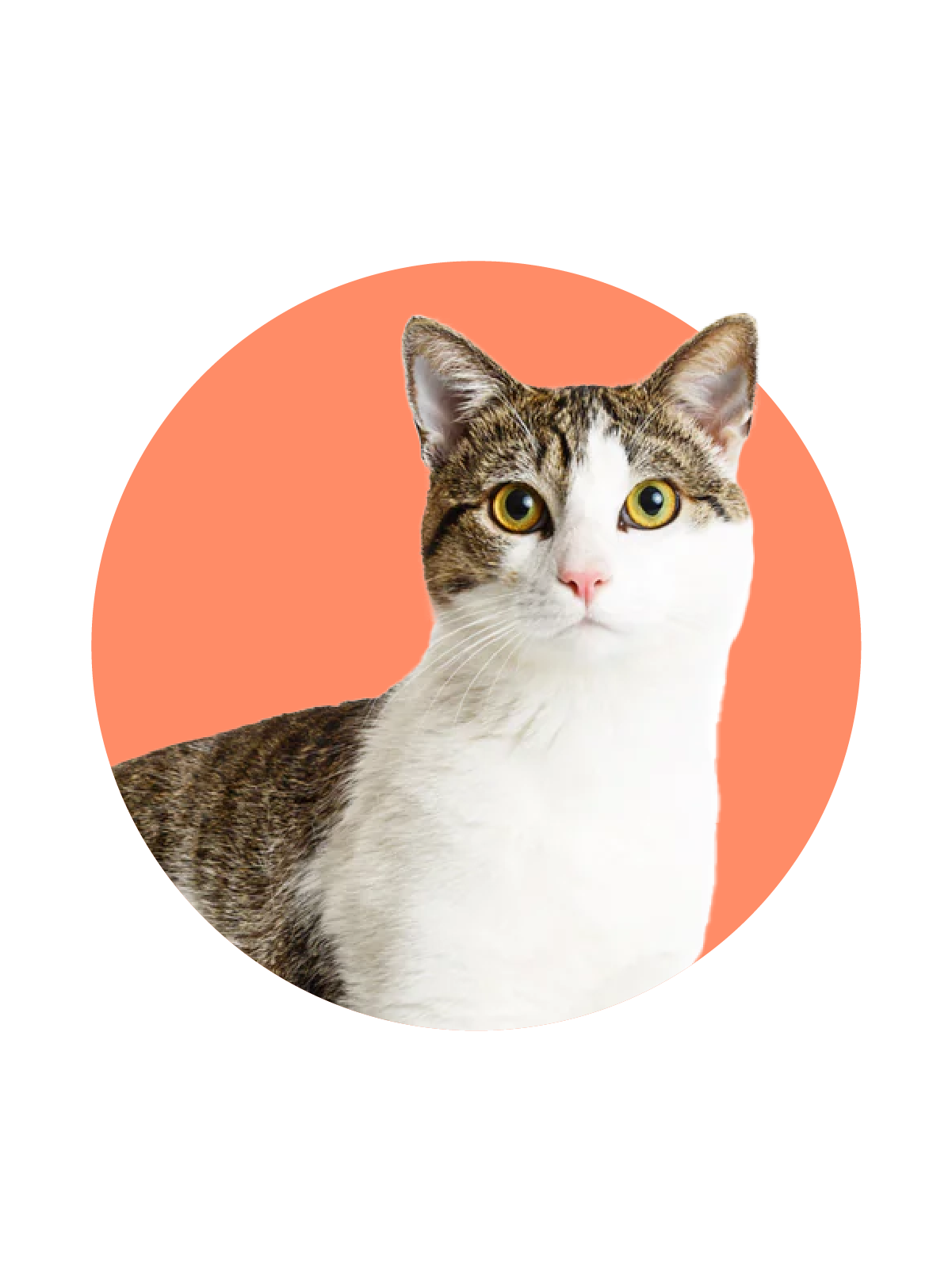 Picture of Cat on Orange background