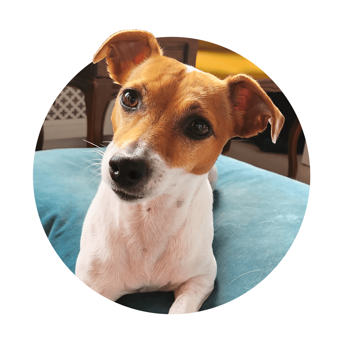 Jack Russel on Bed