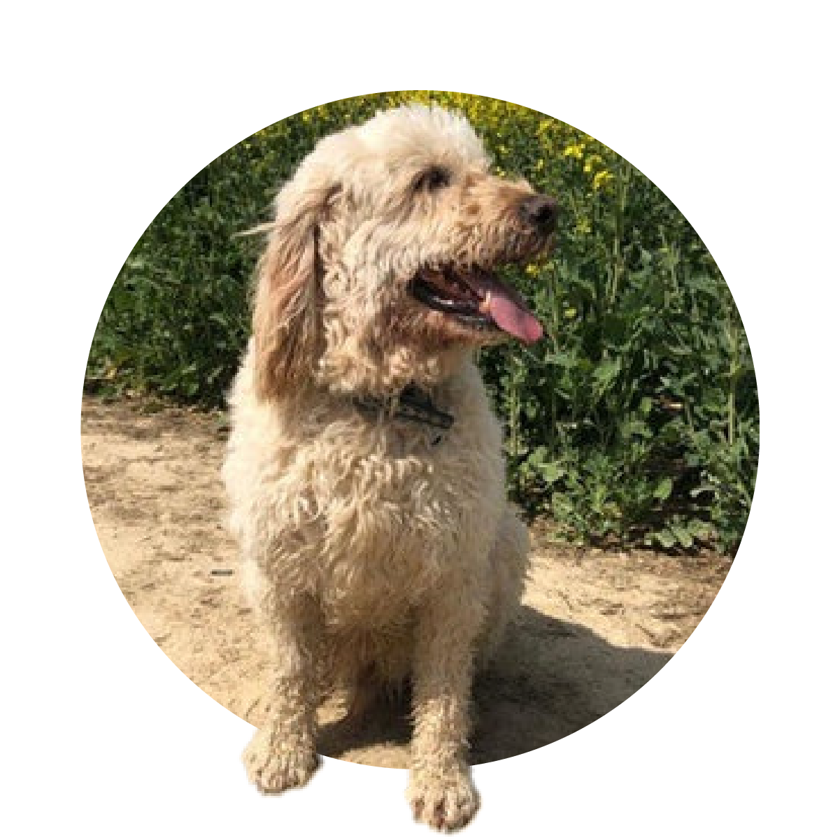 Labradoodle sitting on path