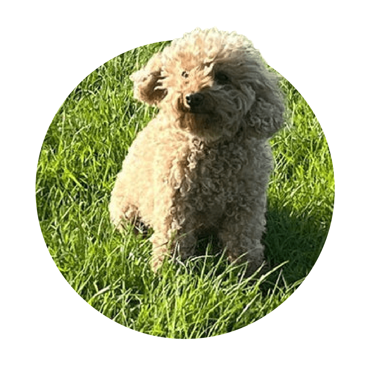 Cockapoo on the grass