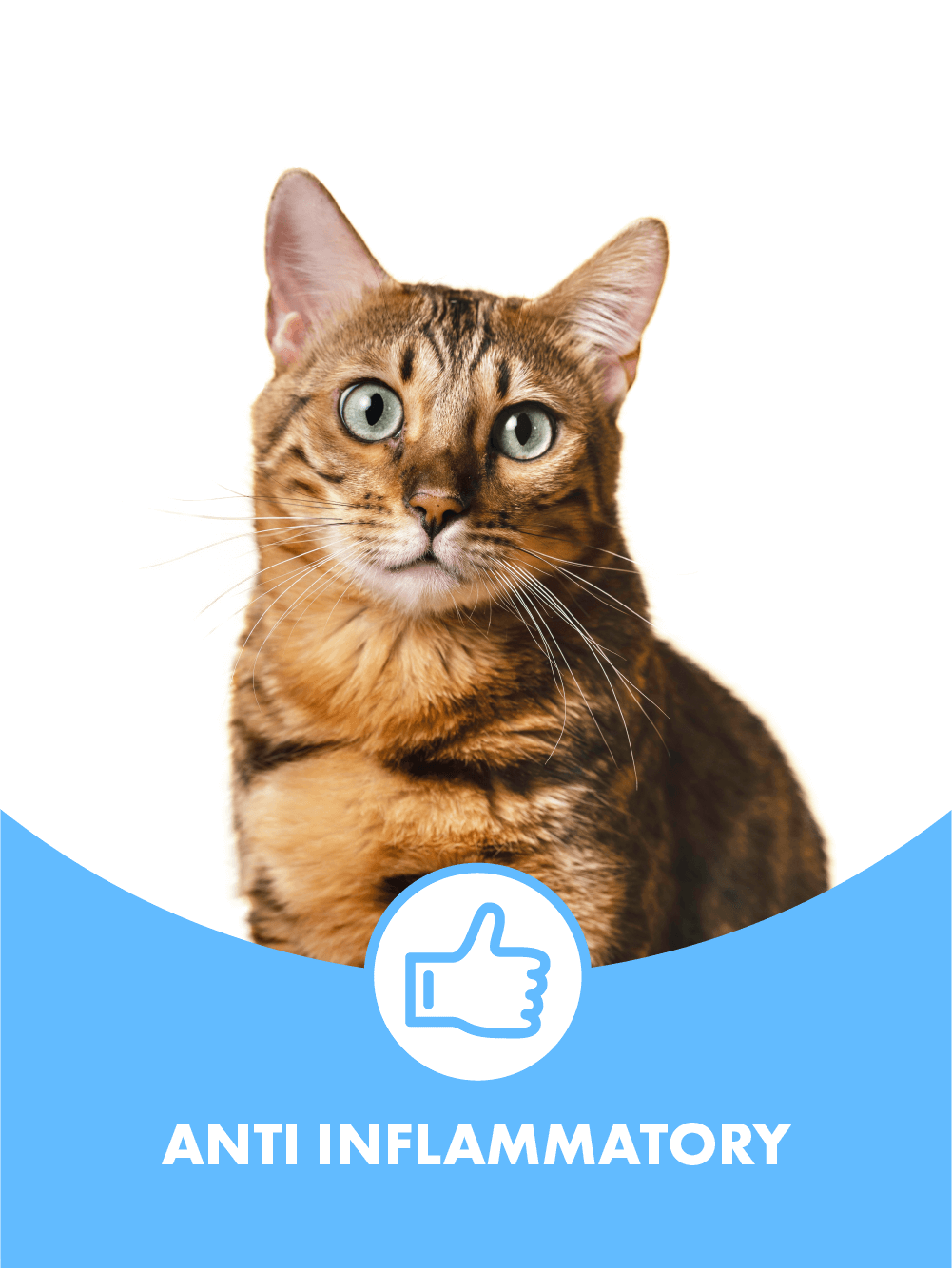 Cat - text has thumbs up and states that Multifit cat treats are anti inflammatory