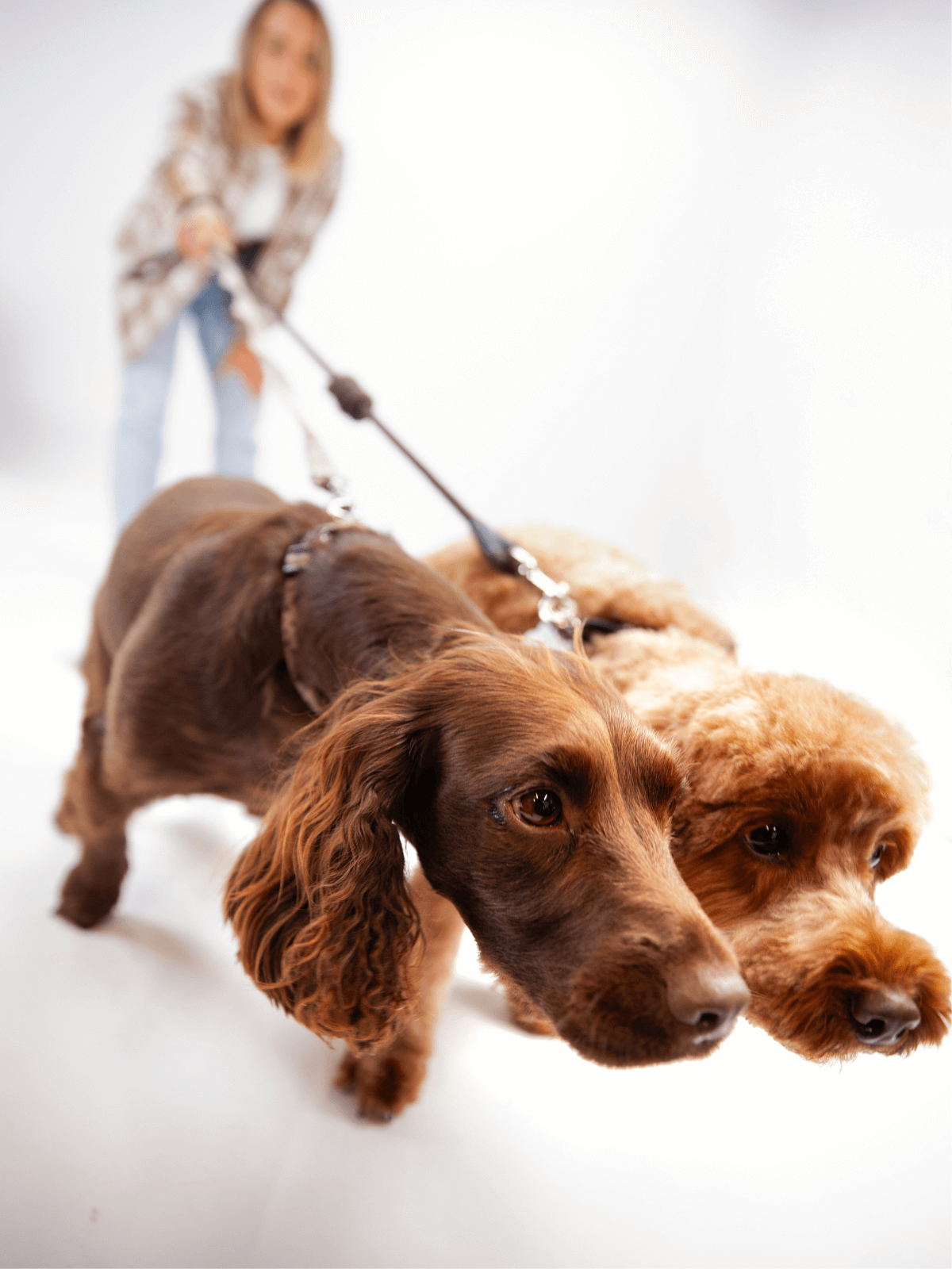 Two dogs pulling on a lead 