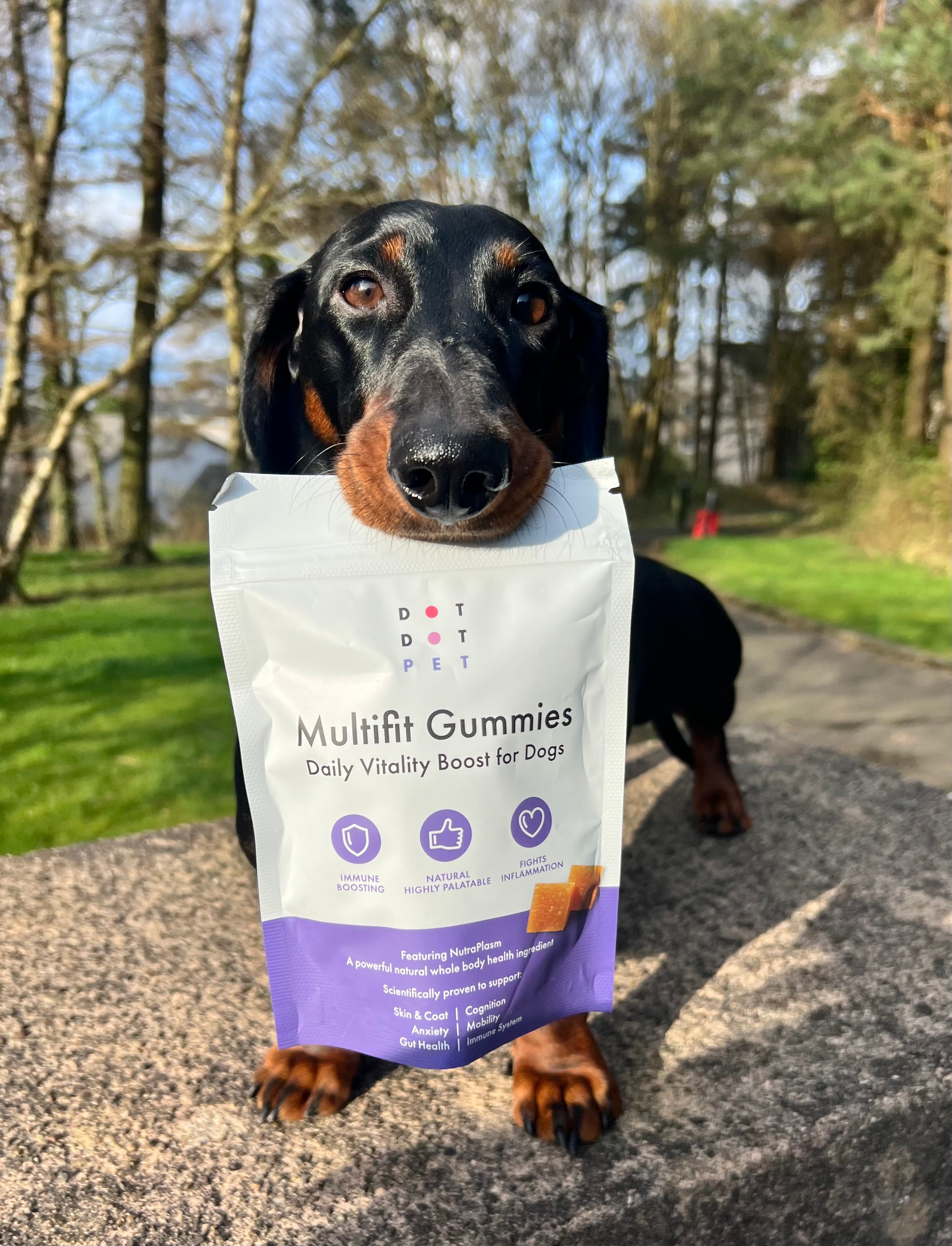 Dog holding pack of Multifit Dog Gummies - Functional treats for dogs