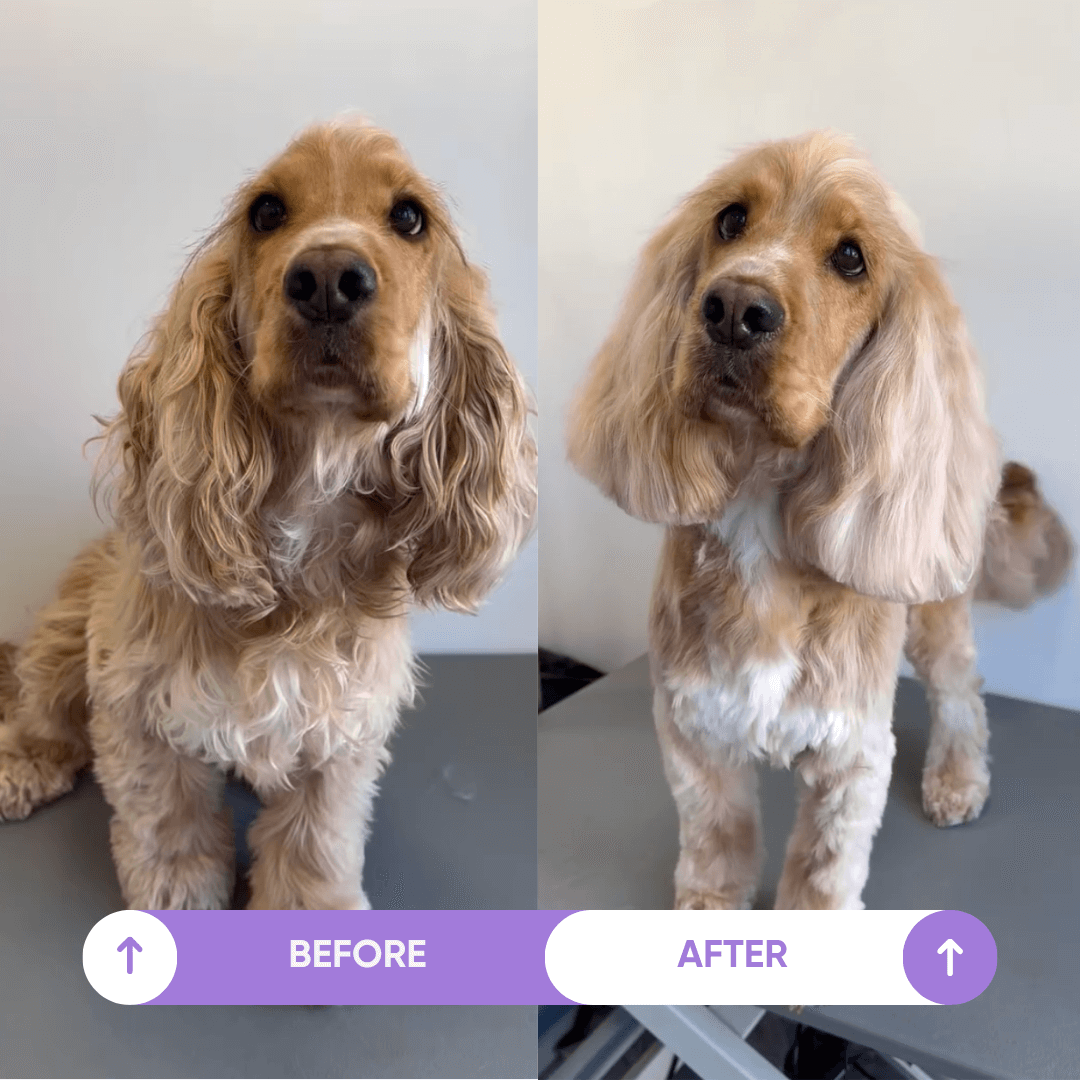 Before and after images of dog after using Long Coat Shampoo from DotDotPet 