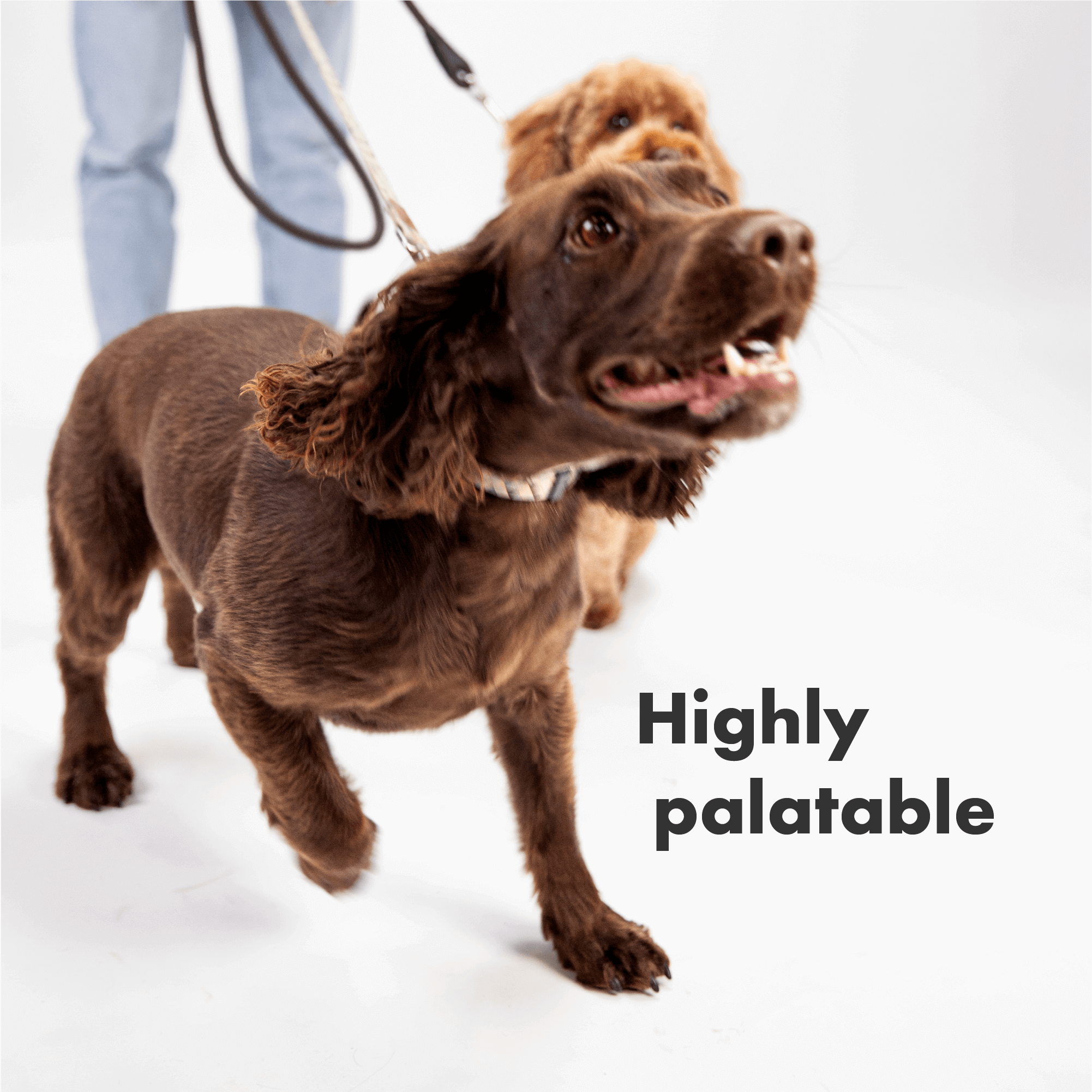 DotDotPet Multifit Multivitamins Gummies are highly palatable for dogs